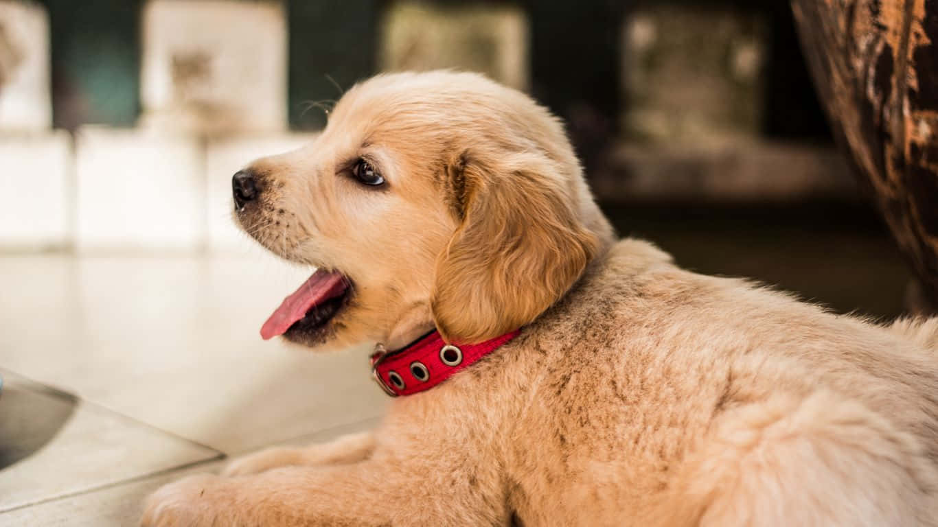 golden retriever puppy 桌布 壁紙 — 一隻戴著紅色項圈的金毛尋回犬幼犬在室內休息，伸出舌頭，看起來警覺而快樂。
