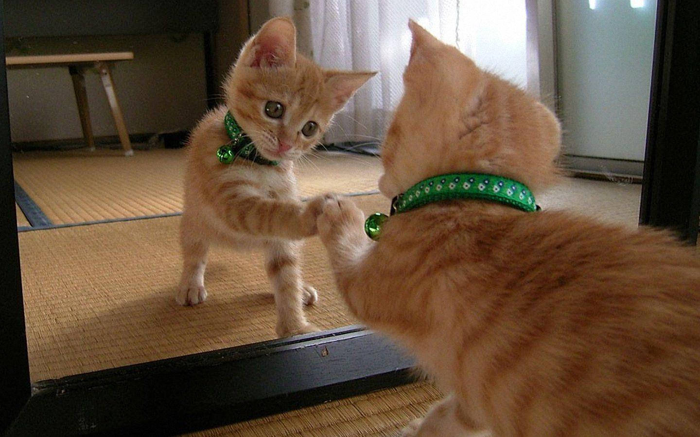 Cute Cat 桌布 壁紙 — 一隻戴著綠色項圈的薑黃色小貓，在榻榻米地板上頑皮地用爪子拍打鏡子中的倒影。