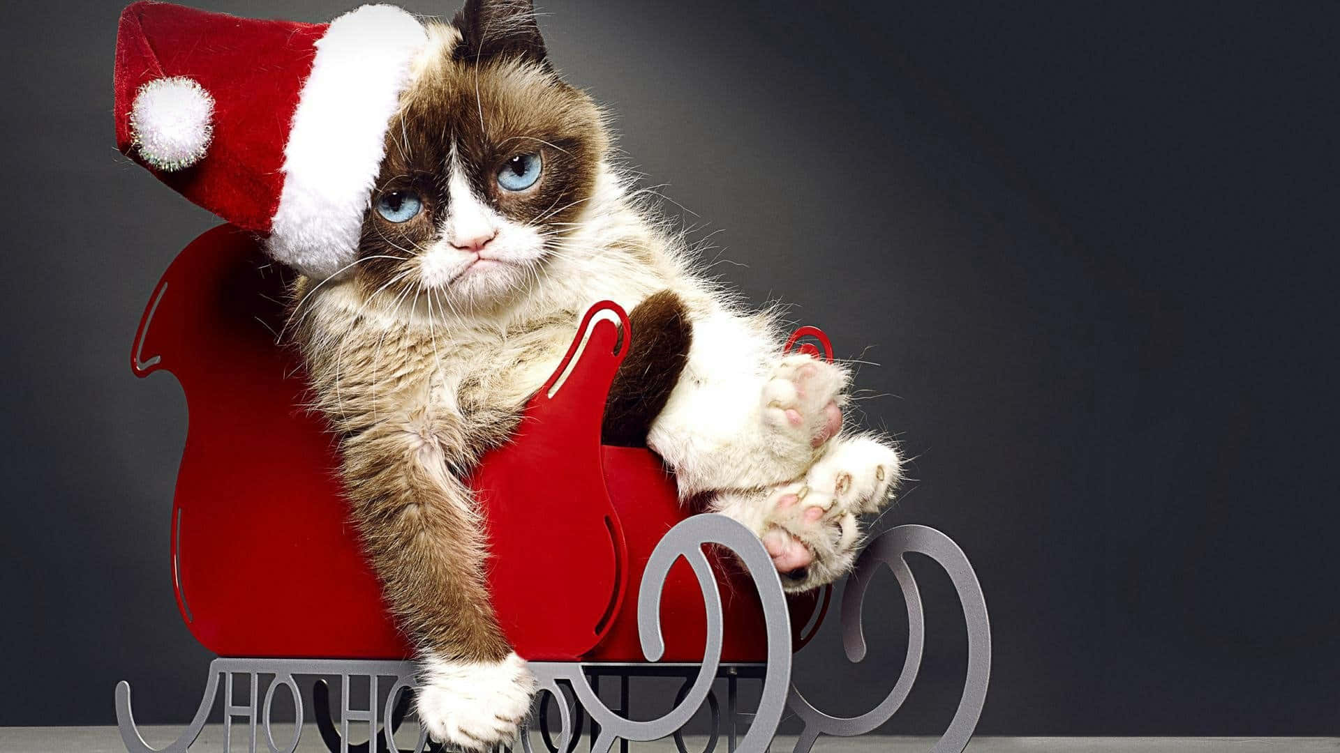 Grumpy Cat 桌布 壁紙 — 一隻戴著聖誕帽的臭臉貓坐在紅色雪橇上，背景為深灰色。