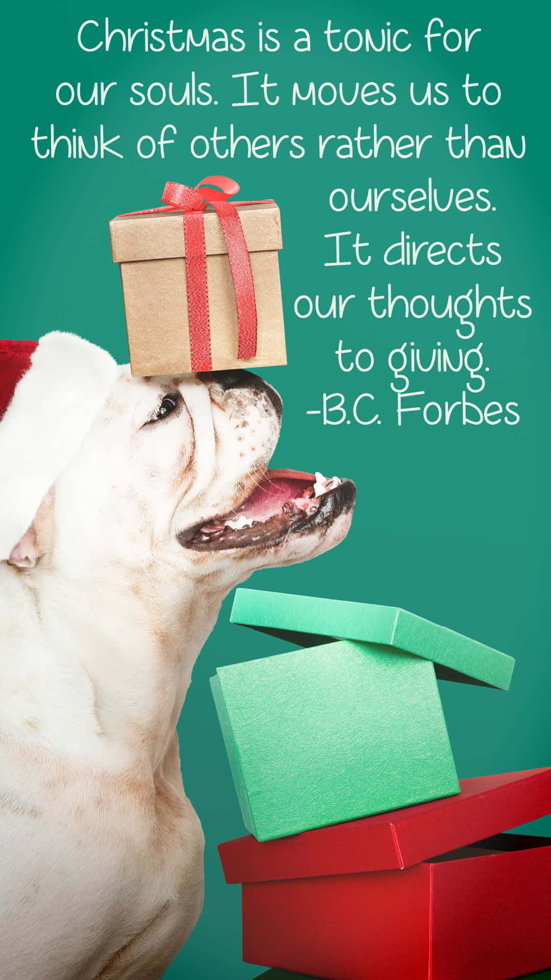 Christmas Quote 桌布 壁紙 — 一隻戴著聖誕帽的鬥牛犬在頭頂平衡一個禮物盒，旁邊是堆疊的節日禮物，背景是青綠色。