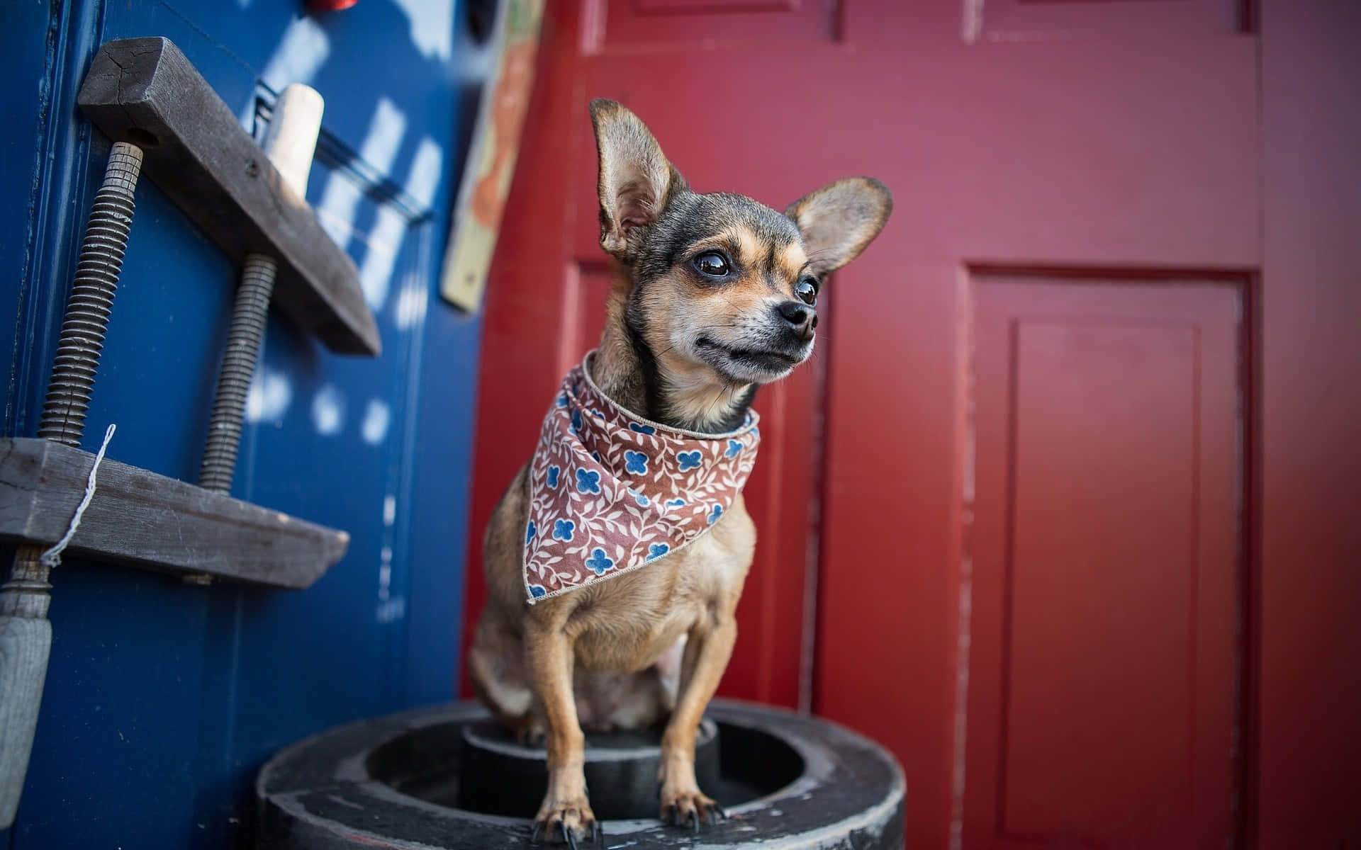 Chihuahua 桌布 壁紙 — 一隻戴著花卉頭巾的小吉娃娃警覺地坐在黑色桶上，背景是鮮豔的藍色和紅色門。