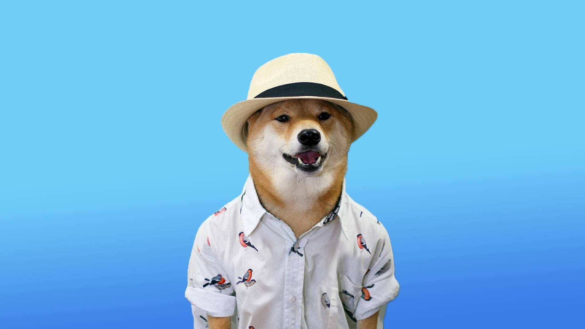 meme 桌布 壁紙 — 一隻戴著草帽和鳥圖案襯衫的開心柴犬，背景是漸變藍色。