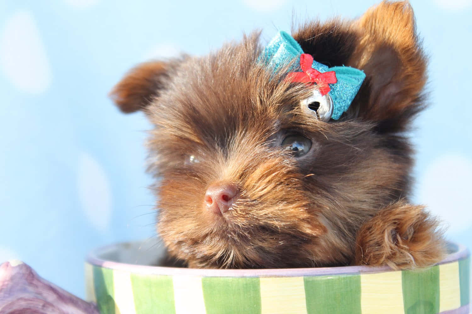 Teacup Yorkie 桌布 壁紙 — 一隻戴著藍紅蝴蝶結的細小棕色小狗，在柔和的藍色背景下，好奇地從綠色條紋杯子的邊緣探出頭來。
