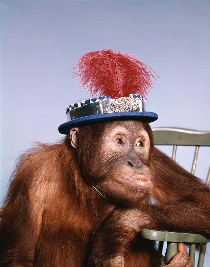 Chimpanzee 桌布 壁紙 — 一隻戴著藍色帽子、帽上插有紅色羽毛的猩猩，坐在綠色椅子上，若有所思，背景是純藍色。