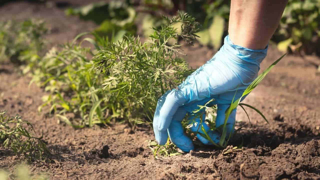  壁紙 — 一隻戴著藍色手套的手在陽光普照的花園床中，輕輕地從肥沃的棕色土壤中拔出雜草。