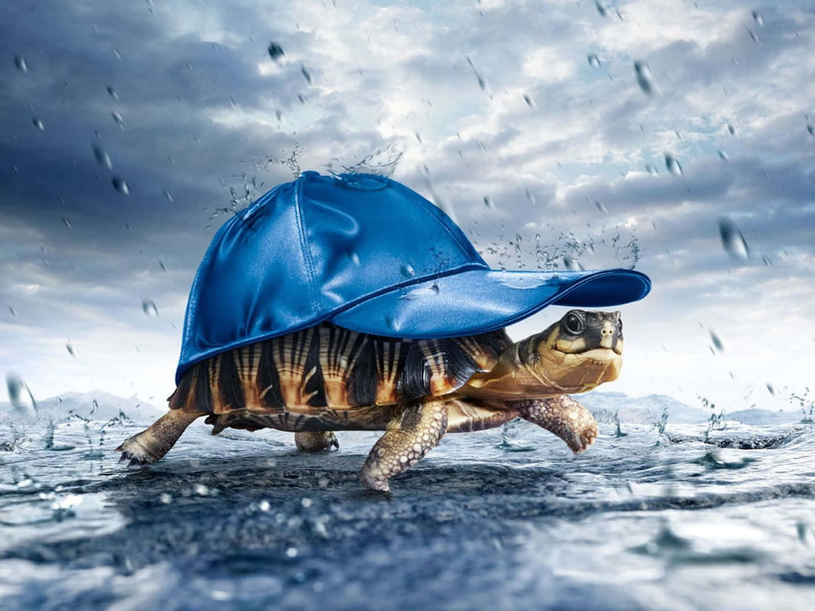 Turtle 桌布 壁紙 — 一隻戴著藍色棒球帽的海龜在暴風雨的天空下濺起雨水。