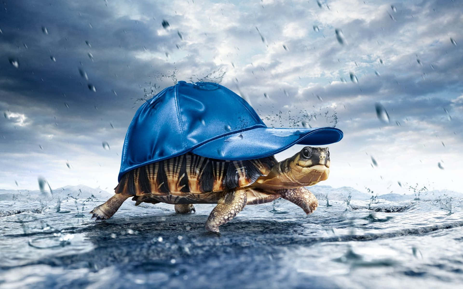 Funny Turtle 桌布 壁紙 — 一隻戴著藍色棒球帽的海龜在暴風雨的天空下涉水而行，水花四濺。