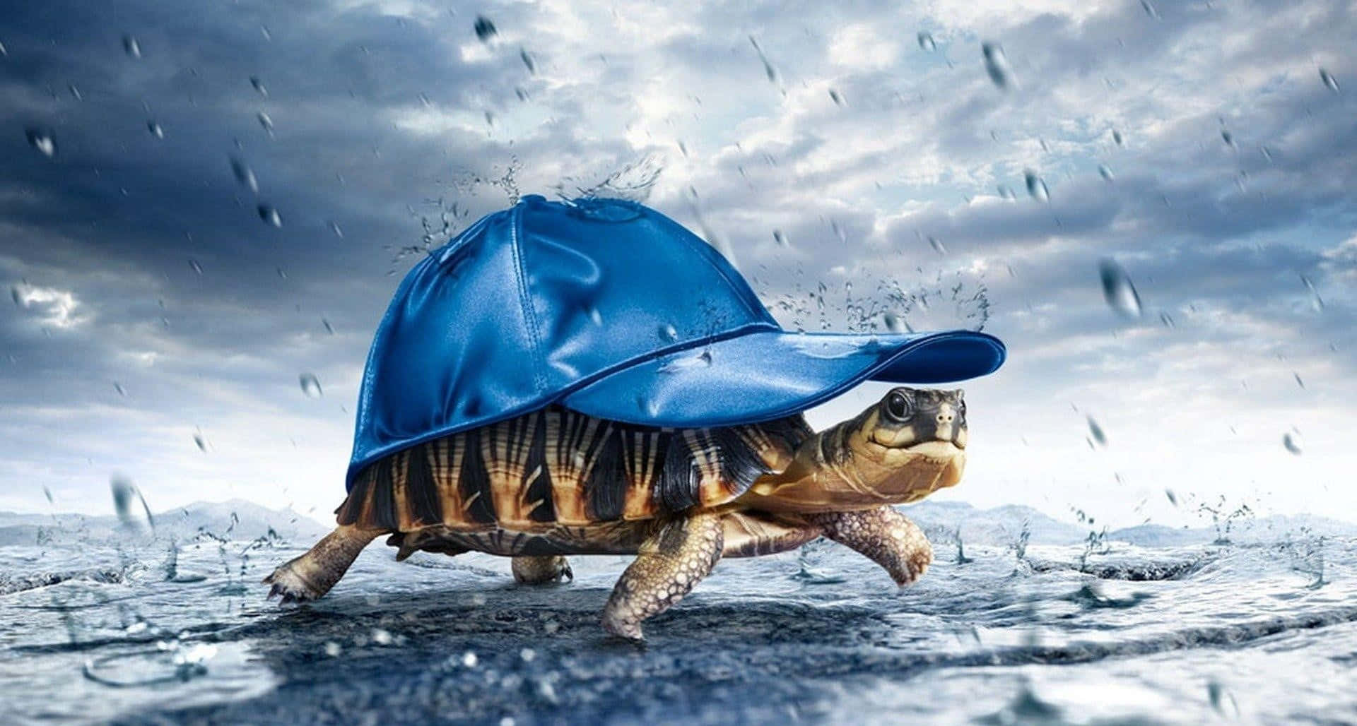 tortoise 桌布 壁紙 — 一隻戴著藍色棒球帽的烏龜在暴風雨的天空下濺起雨水前行。