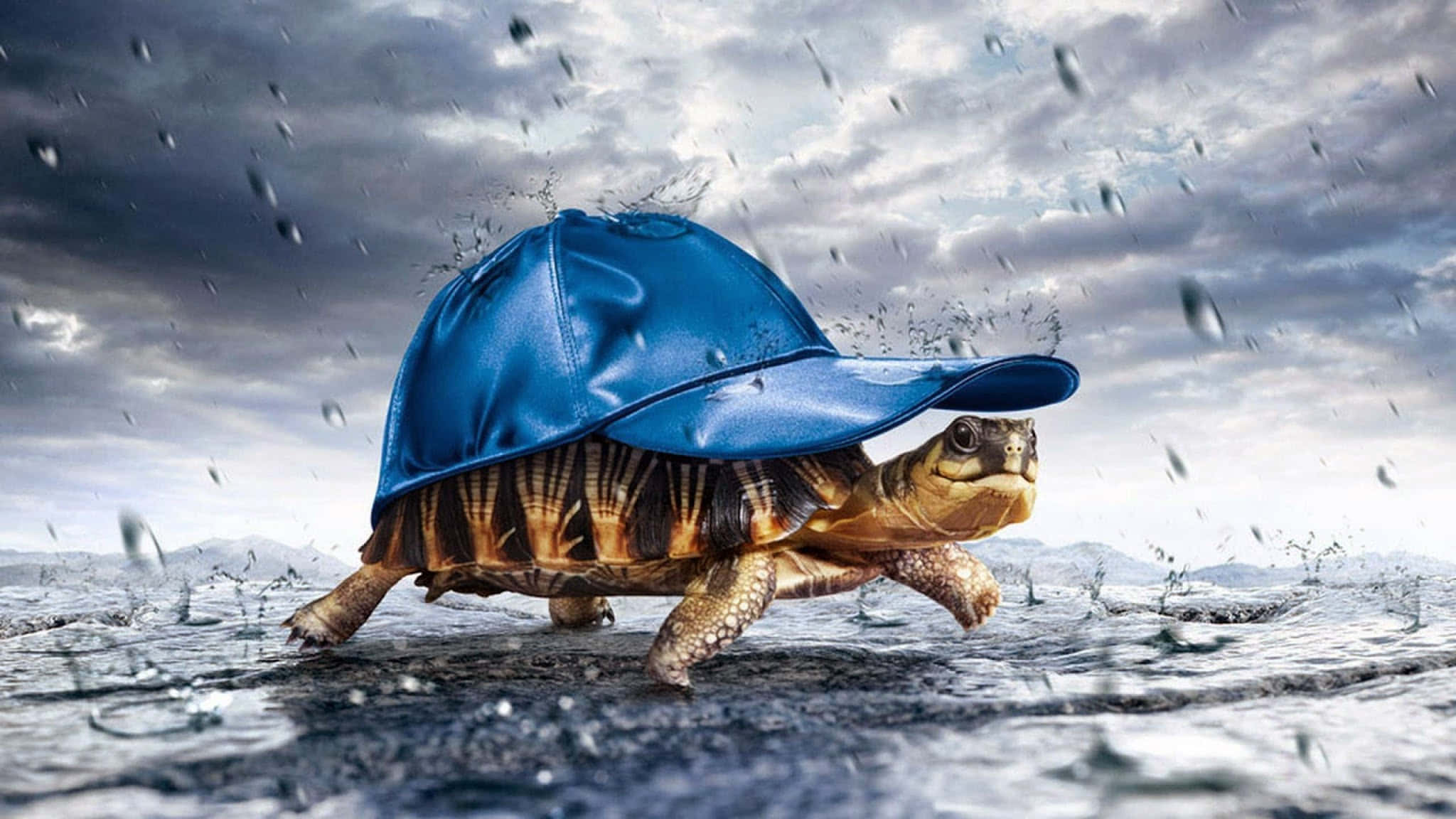 Turtle 桌布 壁紙 — 一隻戴著藍色棒球帽的烏龜在暴風雨的天空下，大步走過濺起雨水的積水。