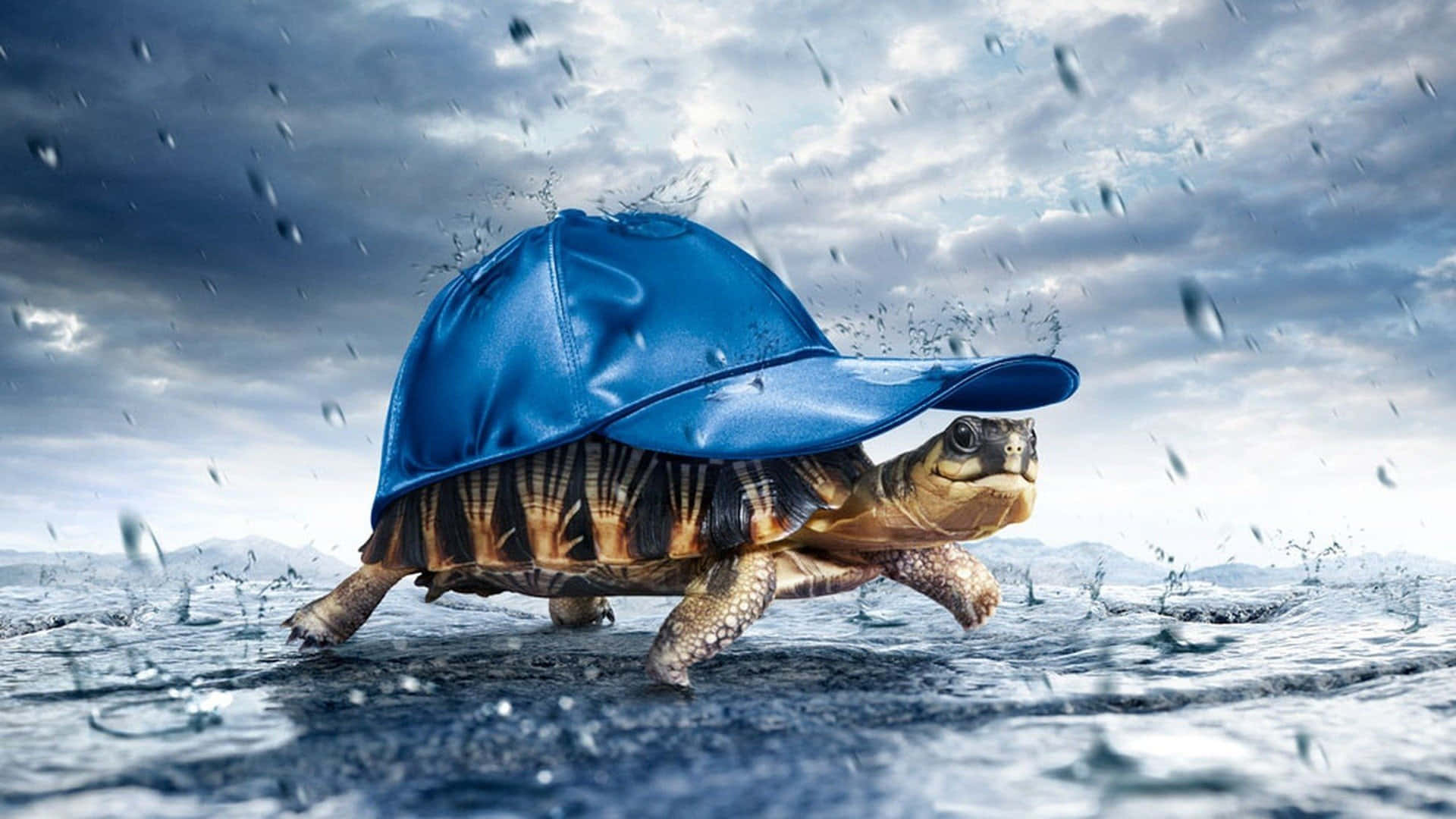 桌布 壁紙 — 一隻戴著藍色棒球帽的烏龜在暴風雨的天空下涉過雨水濺起的水面。