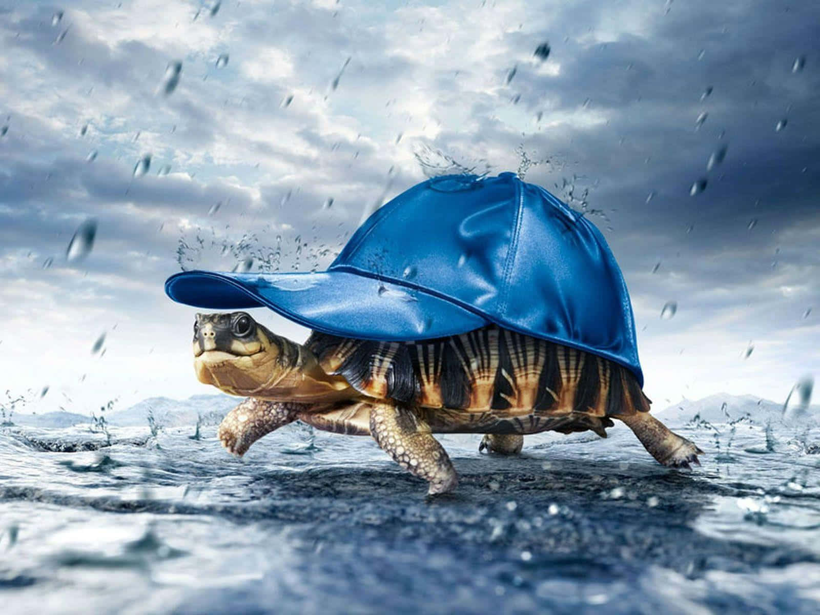 tortoise 桌布 壁紙 — 一隻戴著藍色棒球帽的烏龜在暴風雨的天空下，在雨水浸透的水中濺起水花。