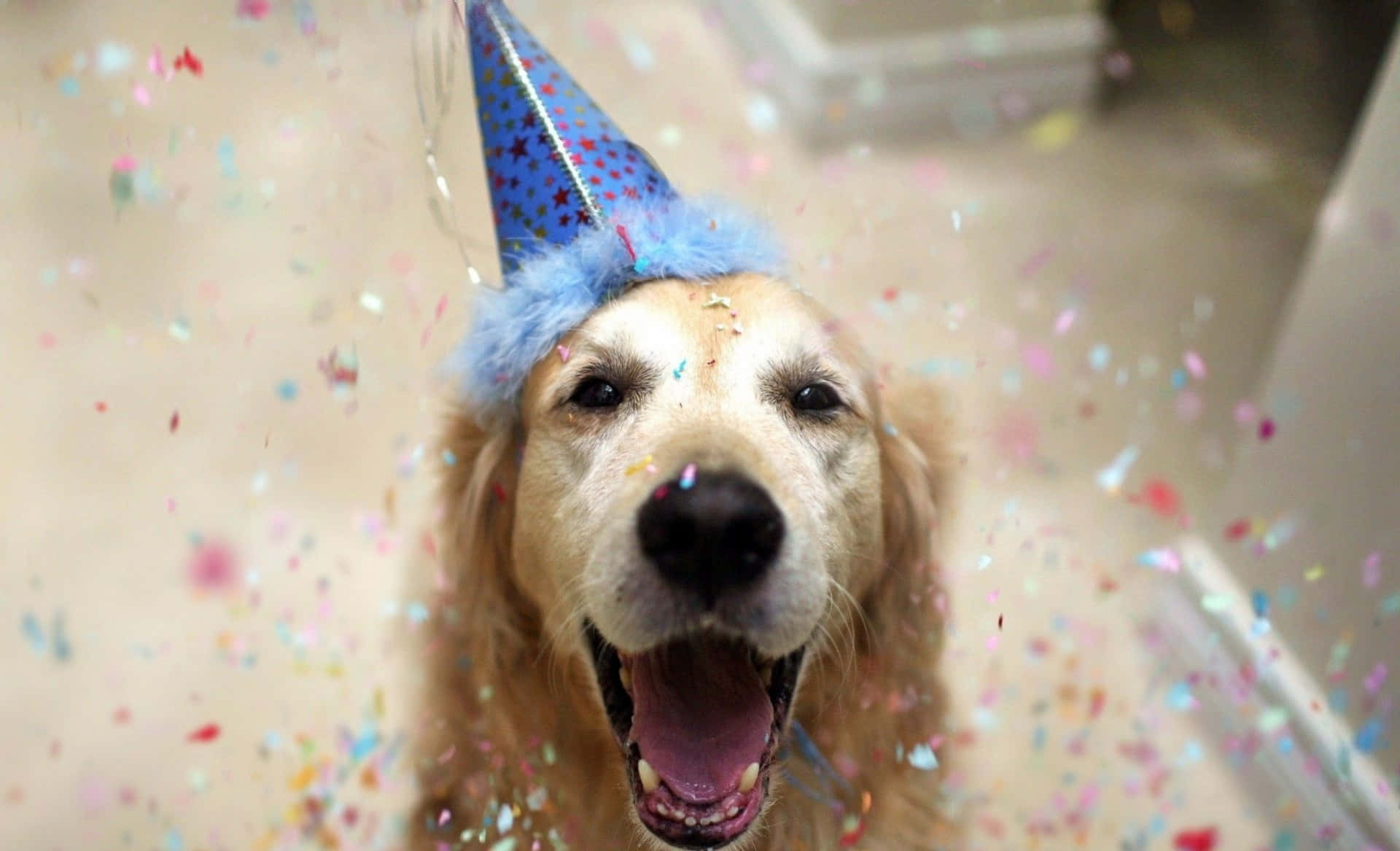Party Hat 桌布 壁紙 — 一隻戴著藍色派對帽的金毛獵犬，在五彩紙屑飄落時開心地微笑。