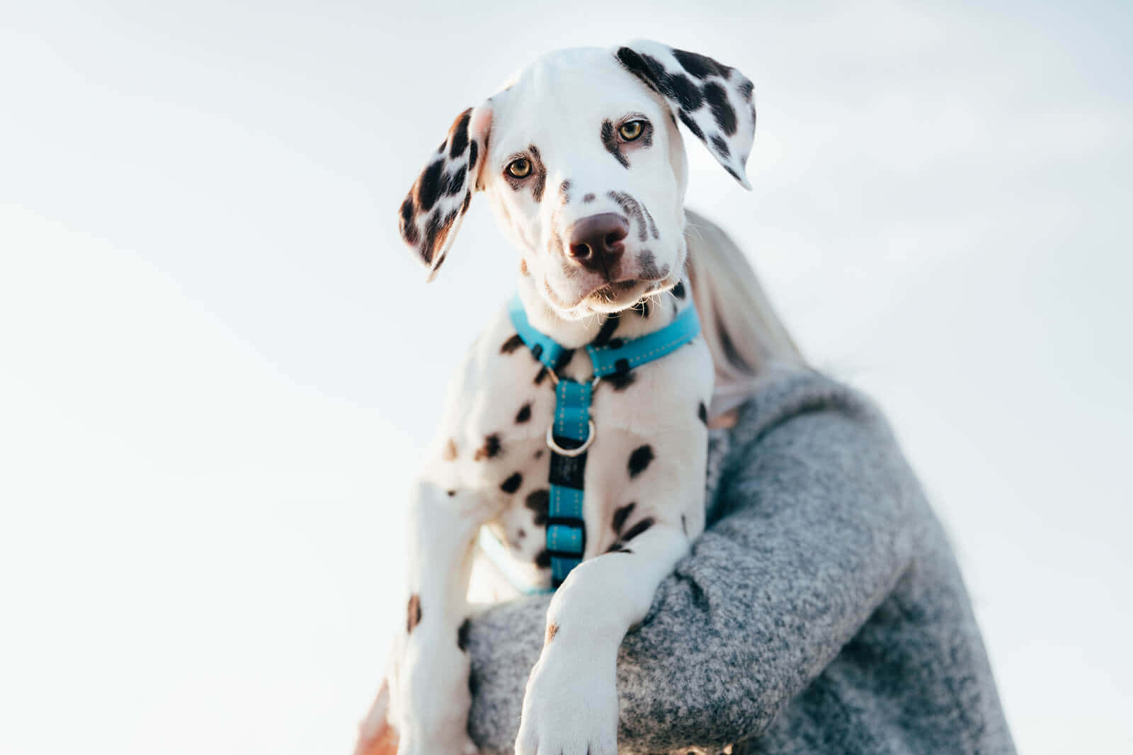 一位穿著灰色毛衣的人抱著一隻戴著藍色胸背帶的斑點狗幼犬。 — 大麥町犬 壁紙