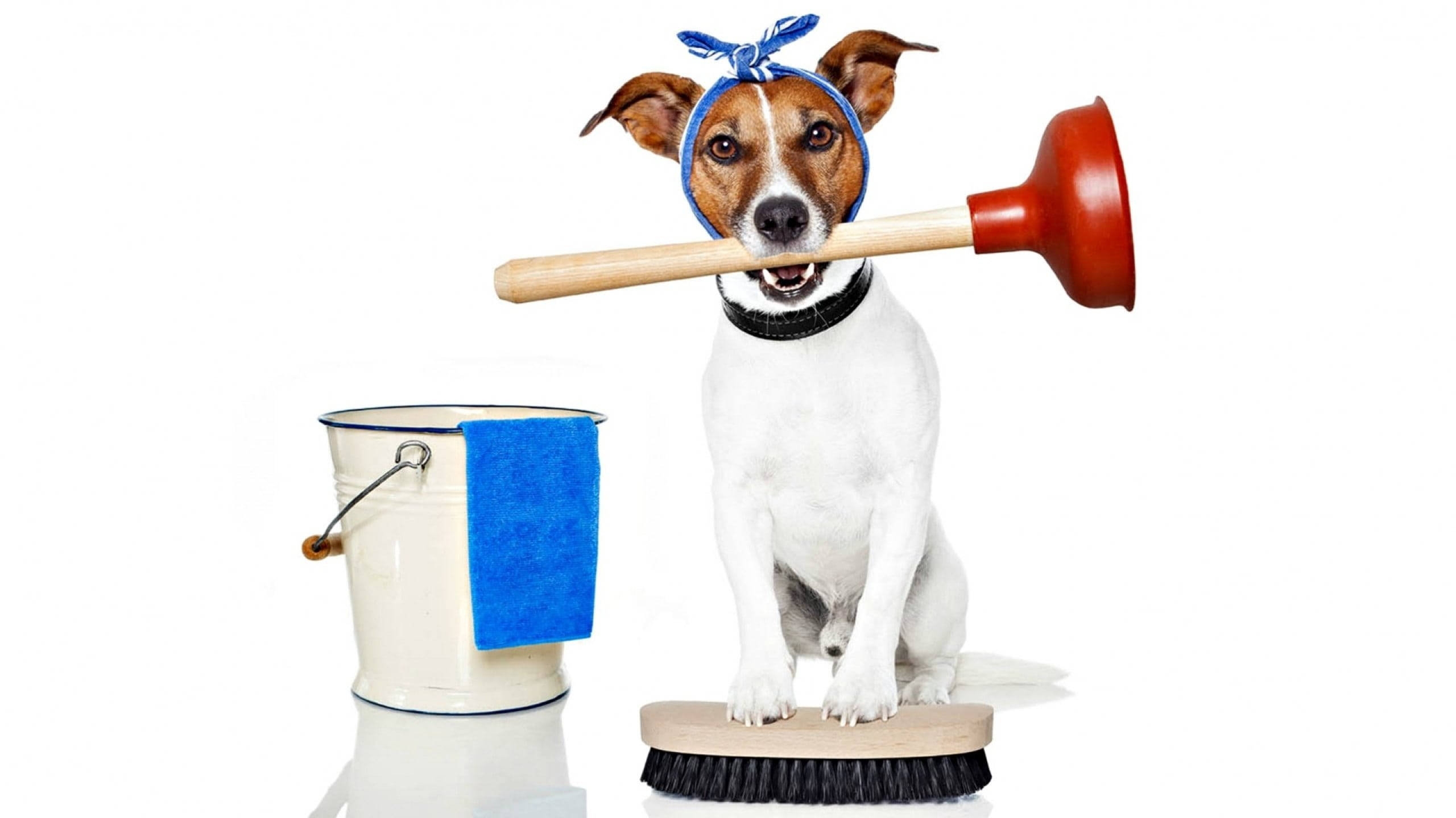 Funny Dog 桌布 壁紙 — 一隻戴著藍色頭巾、拿著紅色通樂的開心跳躍梗犬，自豪地站在一個放有藍色毛巾的白色水桶旁邊。