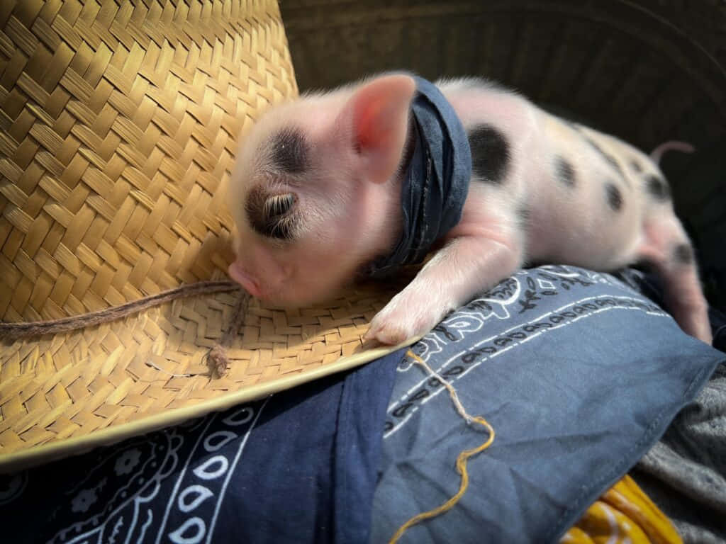 寵物動圖 桌布 壁紙 — 一隻戴著藍色頭巾的昏昏欲睡斑點小豬，將頭擱在圖案布上的編織草帽上。