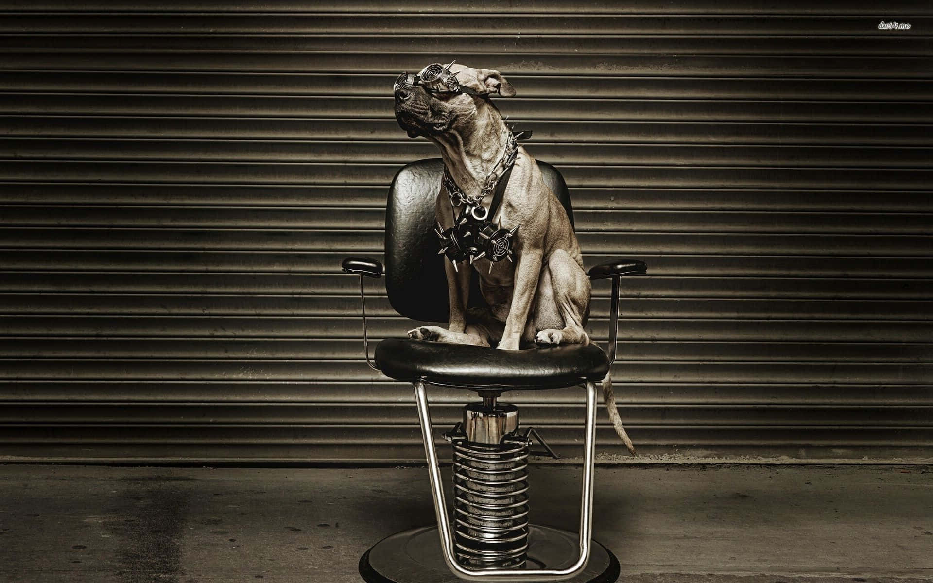 狗 桌布 壁紙 — 一隻戴著護目鏡和釘項圈的比特犬威嚴地坐在理髮椅上，背景是波紋金屬板。