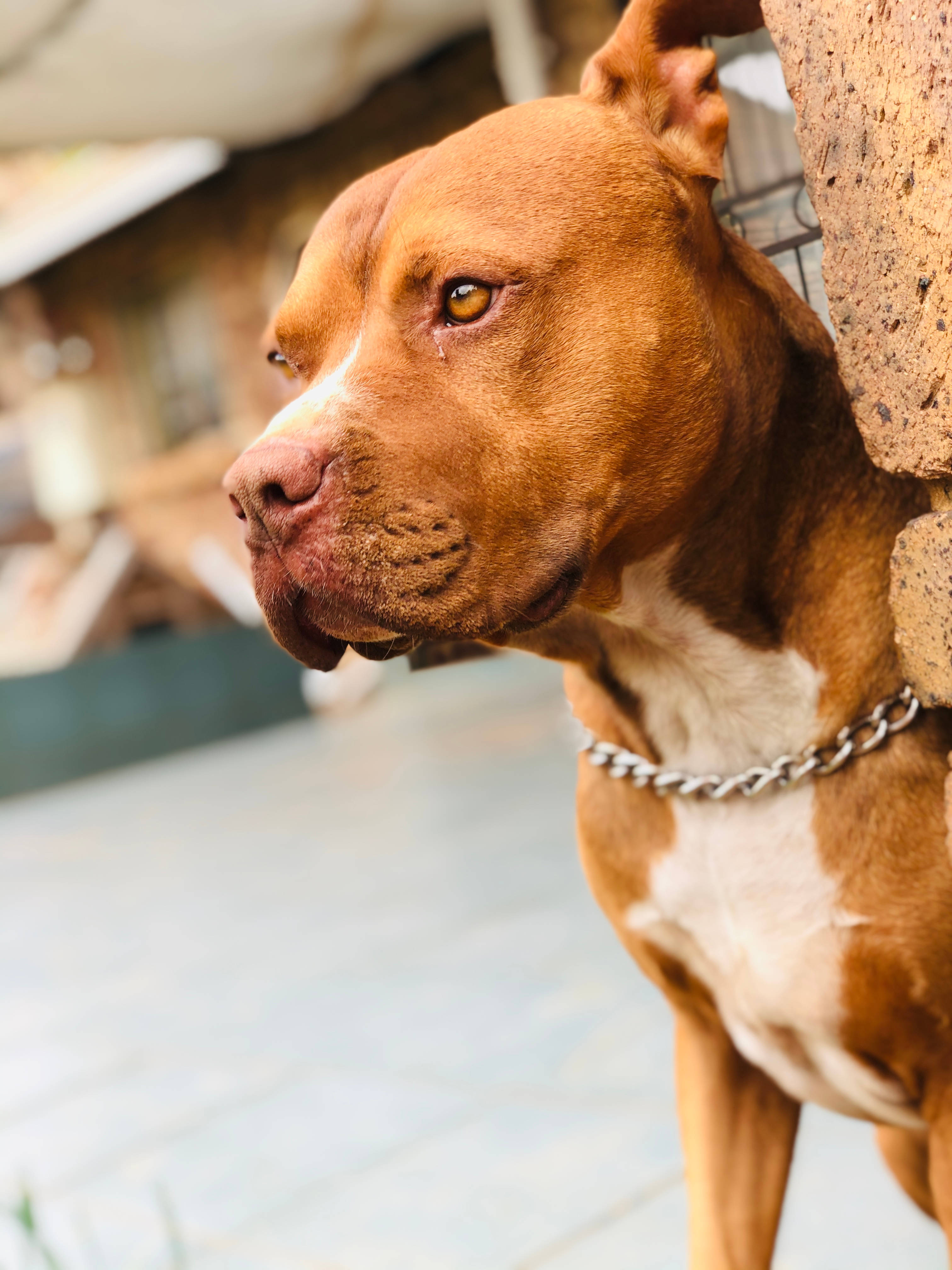 Pitbull 桌布 壁紙 — 一隻戴著鏈條項圈的棕色比特犬在戶外靠著石牆的特寫。