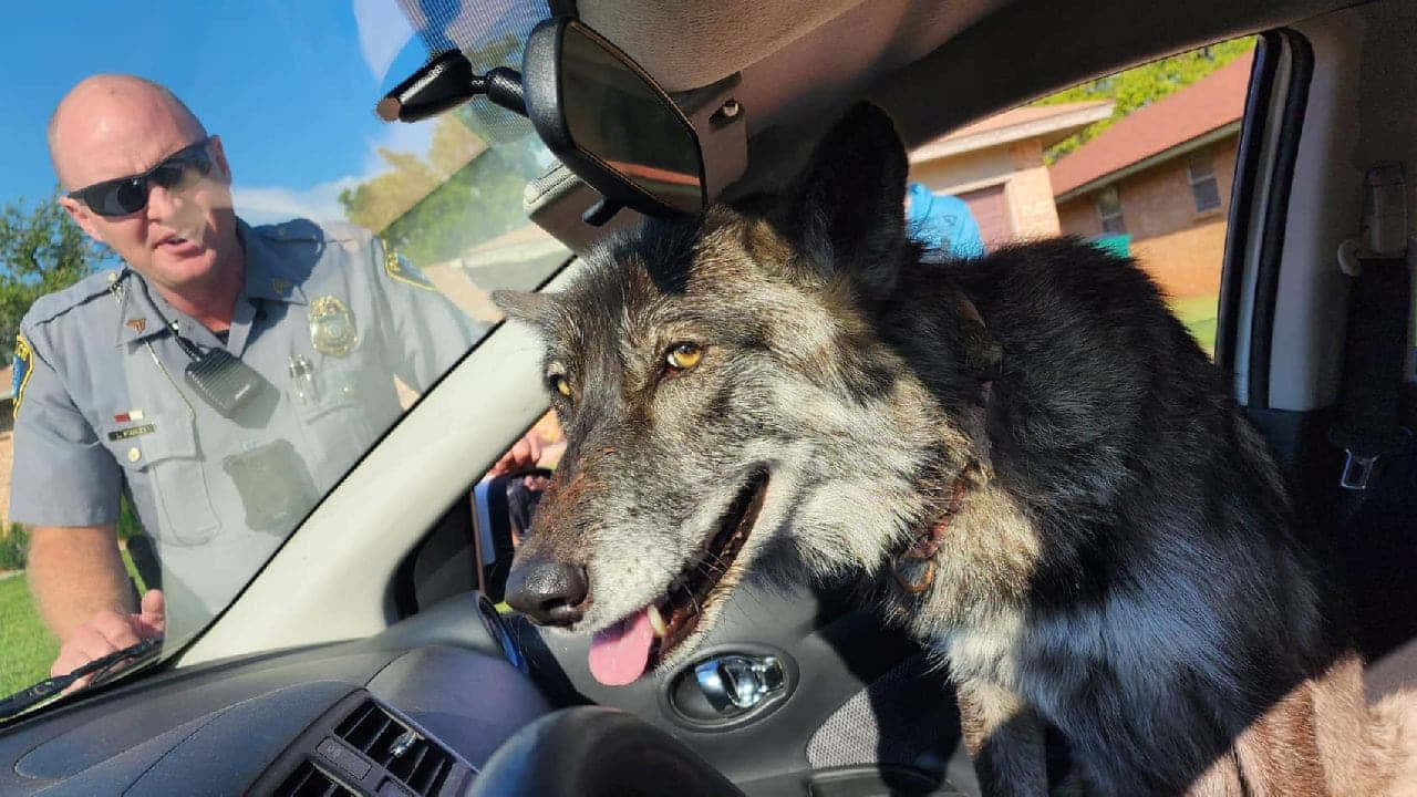 wolfdog 桌布 壁紙 — 一隻戴著項圈的大狼坐在車裡，一名警察俯身透過車窗與牠交談。