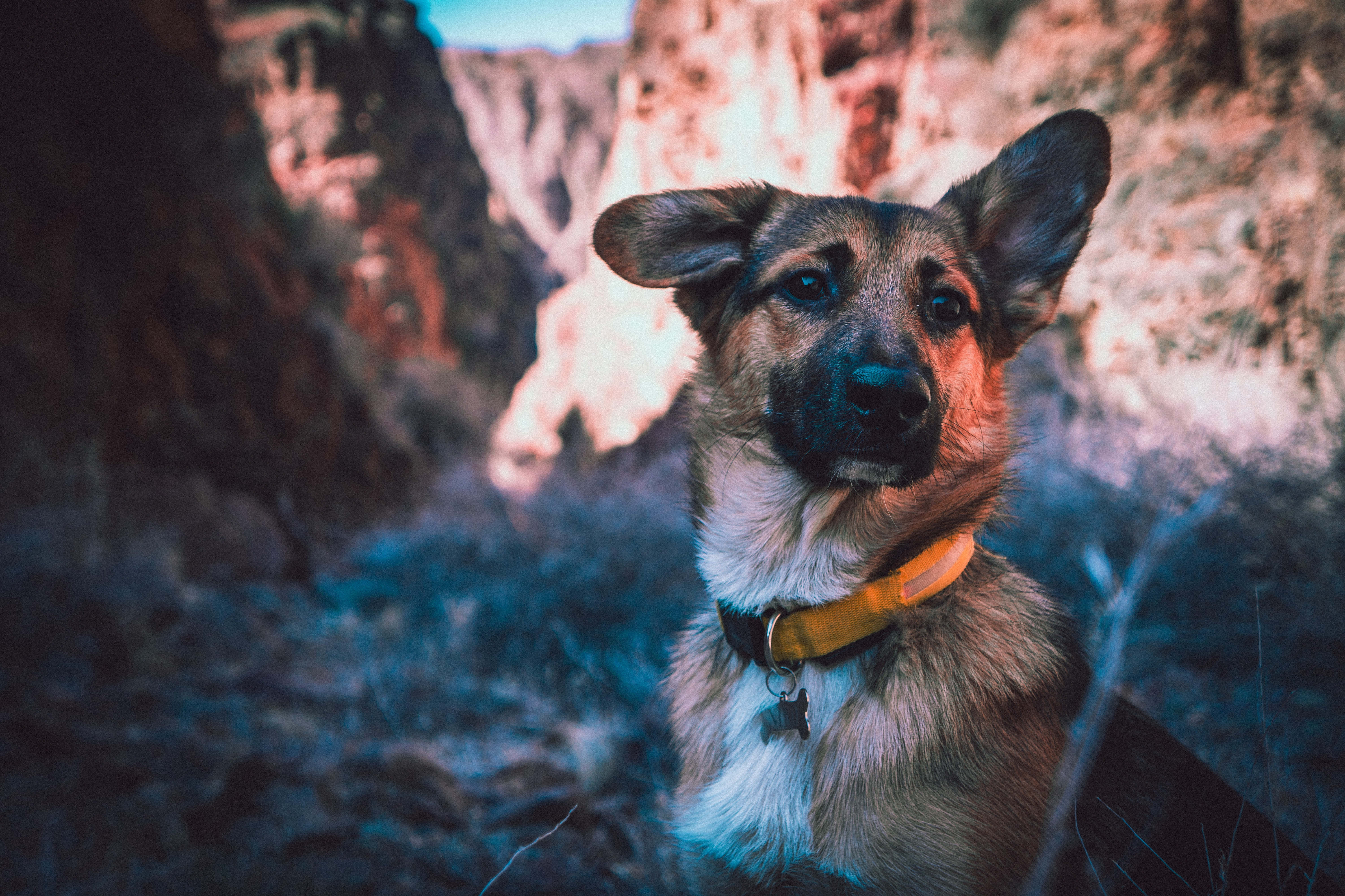 German Shepherd 桌布 壁紙 — 一隻戴著黃色項圈的德國牧羊犬，在溫暖日落色調的模糊峽谷背景下，專注地凝視著鏡頭。