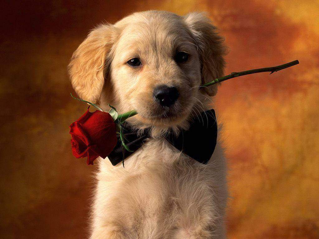 Cute Puppy 桌布 壁紙 — 一隻戴著黑色蝴蝶結的金毛尋回犬幼犬，在溫暖的漸變背景前，嘴裡叼著一朵紅玫瑰。