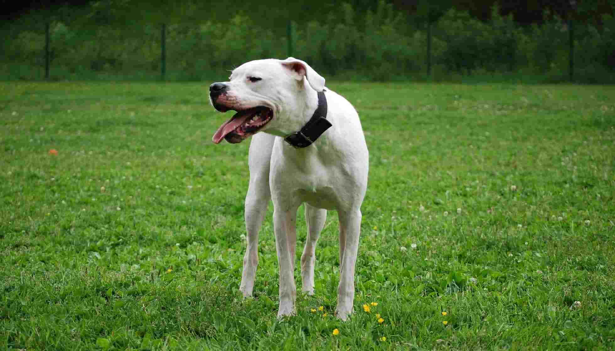 Dogo Argentino 桌布 壁紙 — 一隻戴著黑色項圈的白狗警覺地站在一片點綴著黃花的茂盛綠草地上。