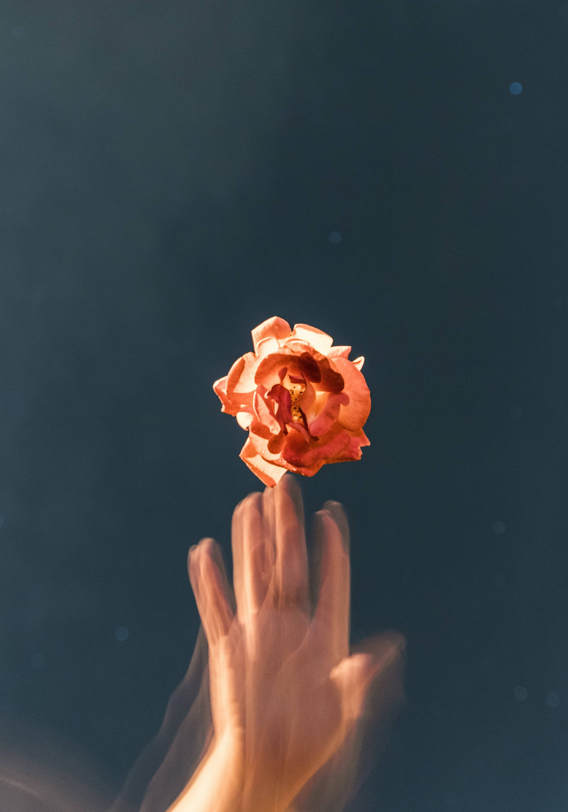 Rose Aesthetic 桌布 壁紙 — 一隻手向上伸向一朵柔和發光的蜜桃玫瑰，背景是深藍色並帶有散景燈光。