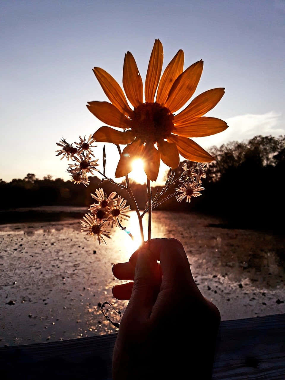Fall Sunset 桌布 壁紙 — 一隻手在平靜的水面上，拿著向日葵和野花，映襯著燦爛的日落。
