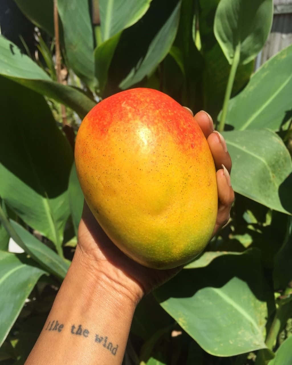 Mango 桌布 壁紙 — 一隻手在明亮的陽光下，拿著一個帶有紅色、黃色和綠色外皮的成熟芒果，背景是茂密的綠葉。