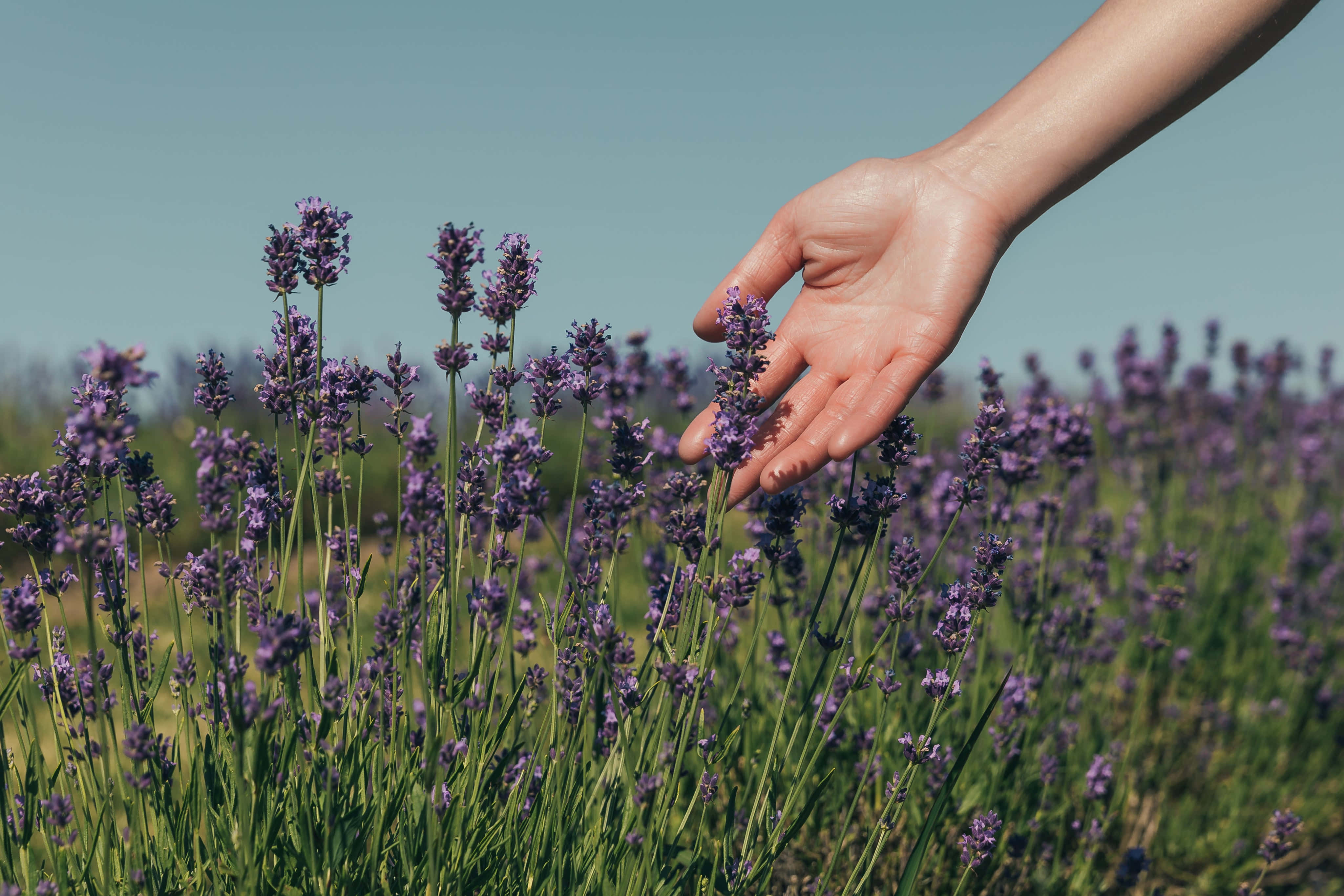 Lavender 桌布 壁紙 — 一隻手在晴朗藍天下，輕柔地拂過陽光普照的田野中鮮豔的紫色薰衣草花朵。