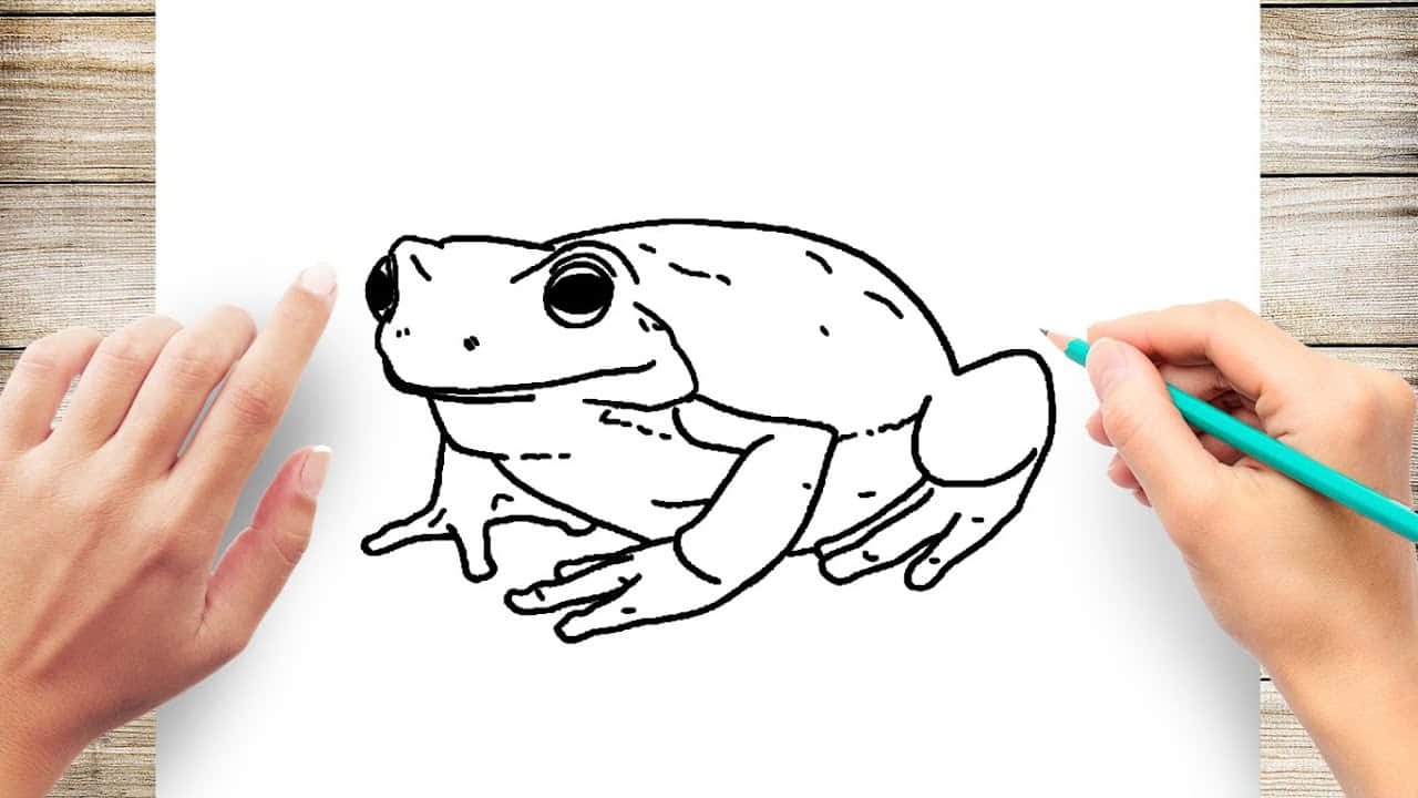 Frog Drawing 桌布 壁紙 — 一隻手在木質表面上用綠色鉛筆在白紙上繪製詳細的黑白青蛙輪廓。
