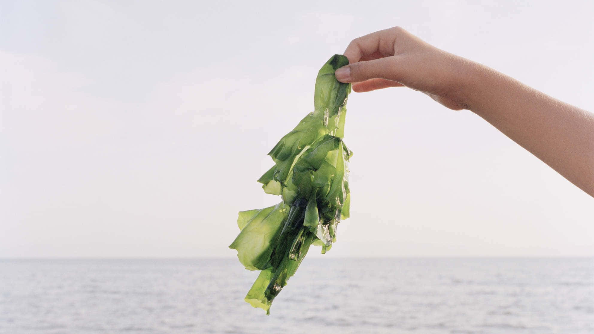 Seaweed 桌布 壁紙 — 一隻手在柔和日光下，握著濕漉漉的綠色海藻，背景是平靜的海平線。
