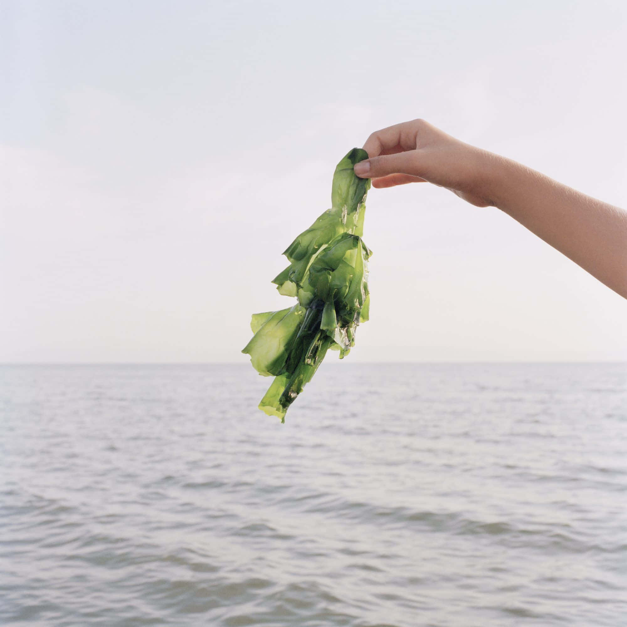 Seaweed 桌布 壁紙 — 一隻手在柔和蒼白的天空下，拿著濕漉漉的綠色海藻，對著平靜的海洋。