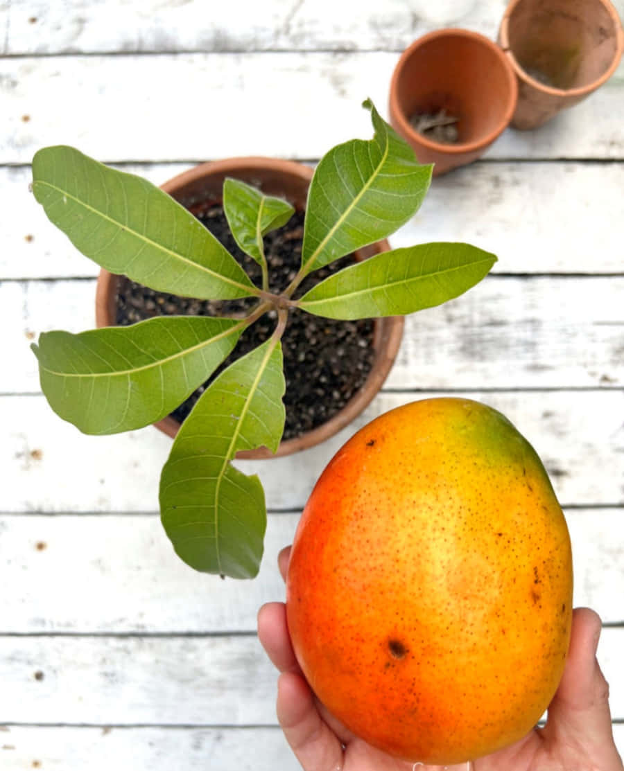 Mango 桌布 壁紙 — 一隻手在白色木質表面上，拿著一個成熟的橙色芒果，旁邊是一棵種在陶盆裡的年輕芒果樹。