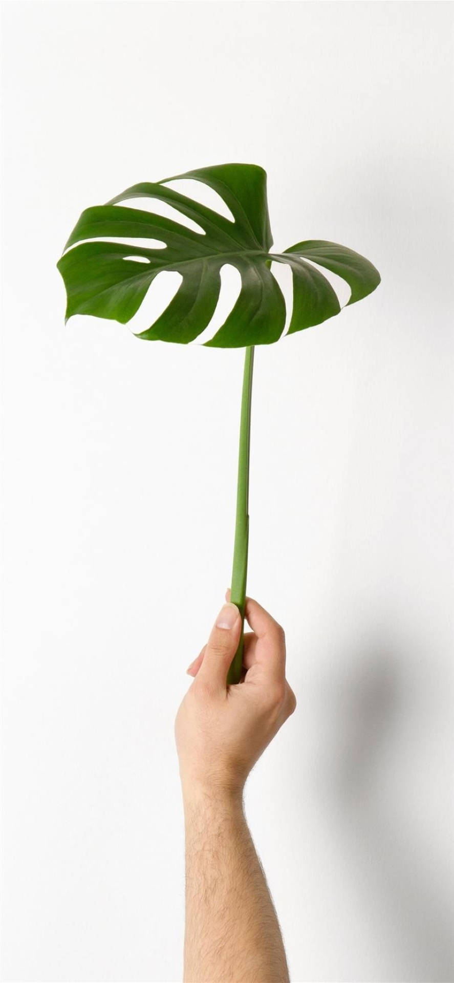 龜背芋 桌布 壁紙 — 一隻手在純白背景前拿著一片充滿活力的綠色龜背竹葉。