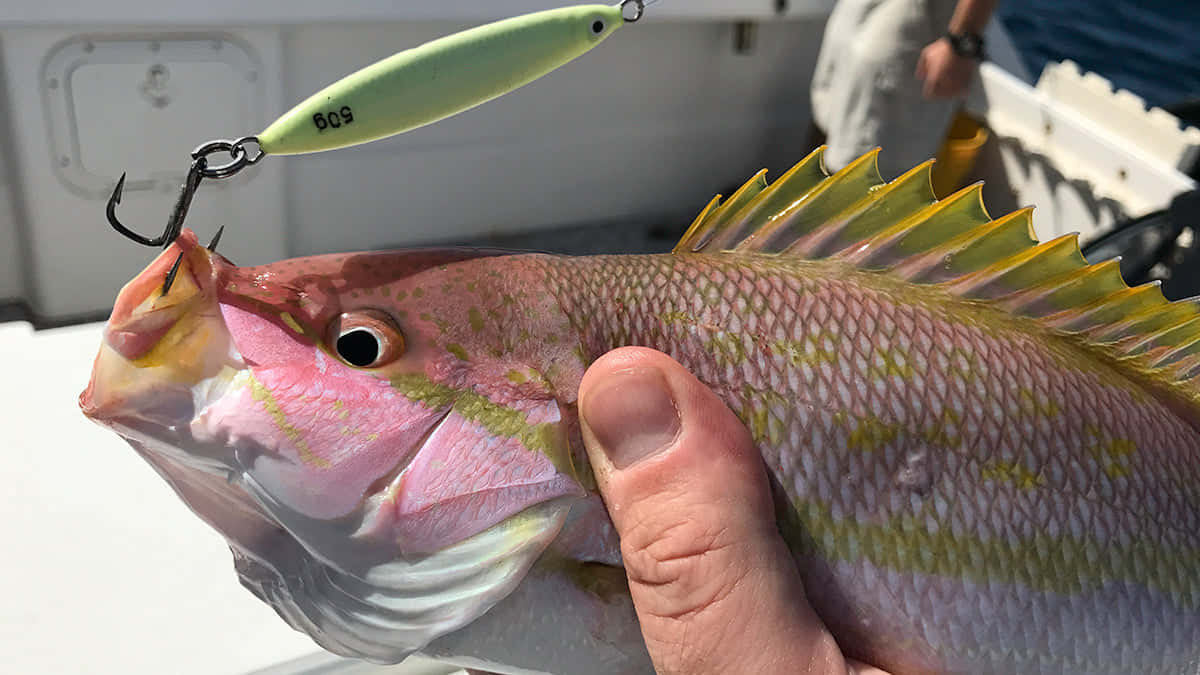 Yellowtail Snapper 桌布 壁紙 — 一隻手在船上拿著一條剛捕獲的粉紅色和黃色魚，魚嘴掛著一個綠色假餌。