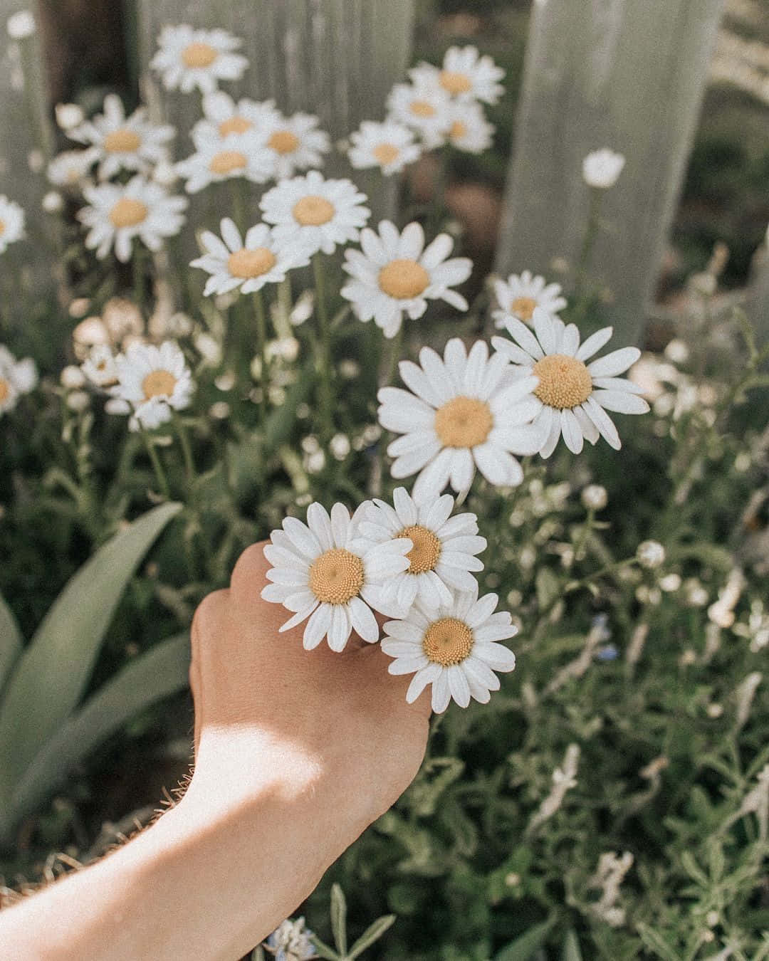 一隻手在花園裡握著雛菊 壁紙