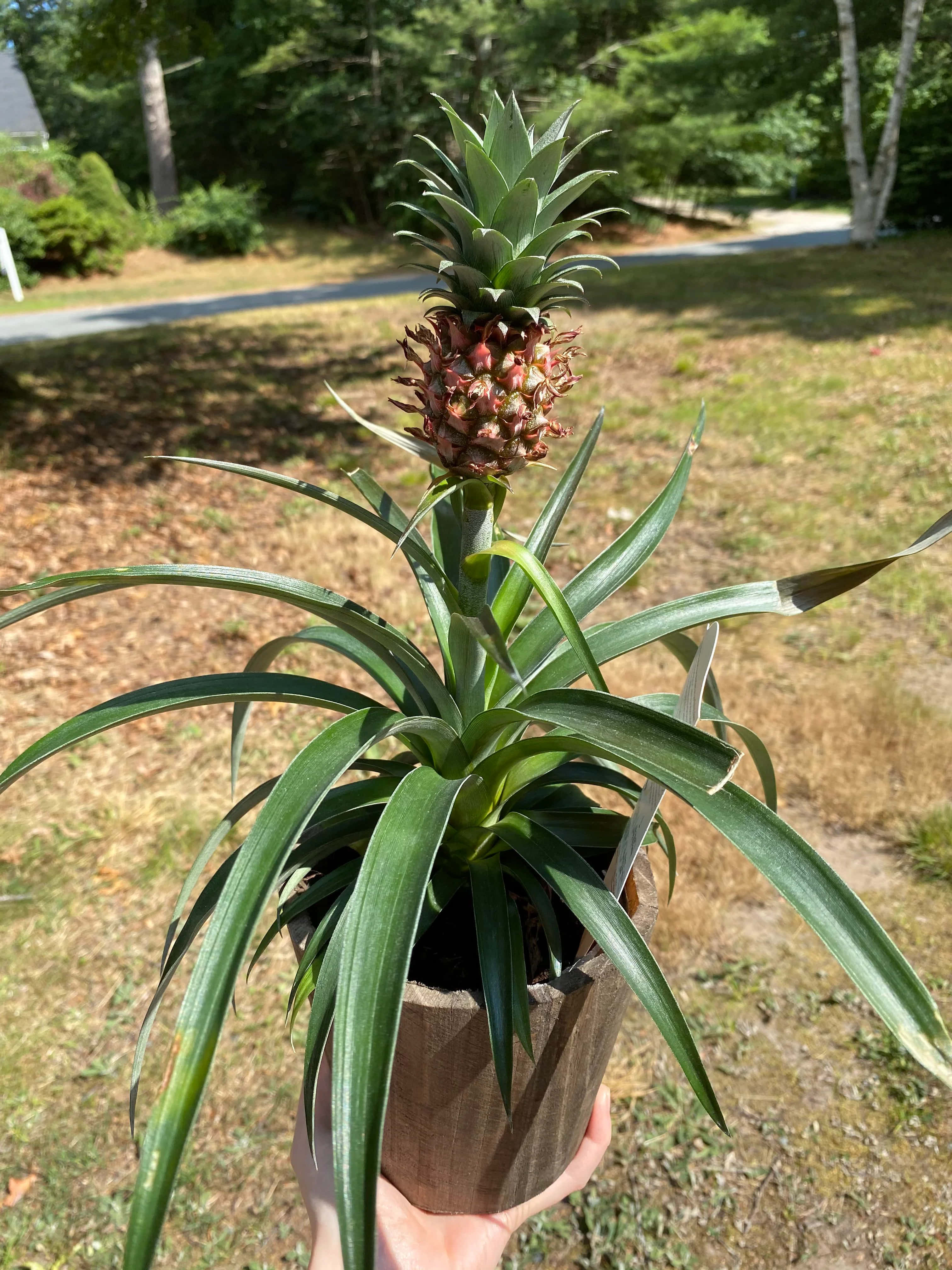 Pineapple 桌布 壁紙 — 一隻手在陽光普照的草地上，捧著一盆正在結果的鳳梨植物。