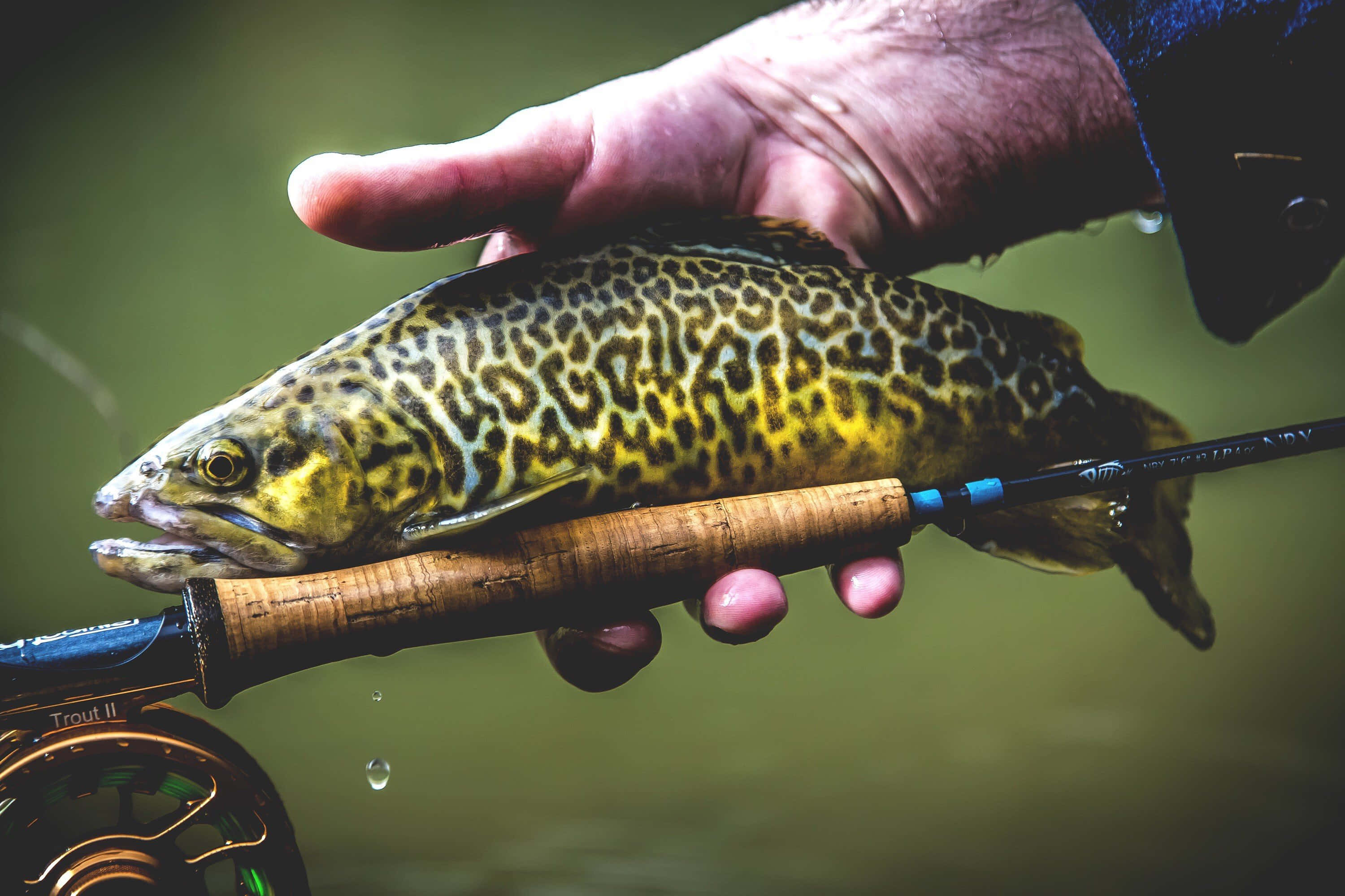 Brown Trout 桌布 壁紙 — 一隻手在飛蠅釣竿上拿著一條有斑點的鱒魚，水滴正在落下的特寫。