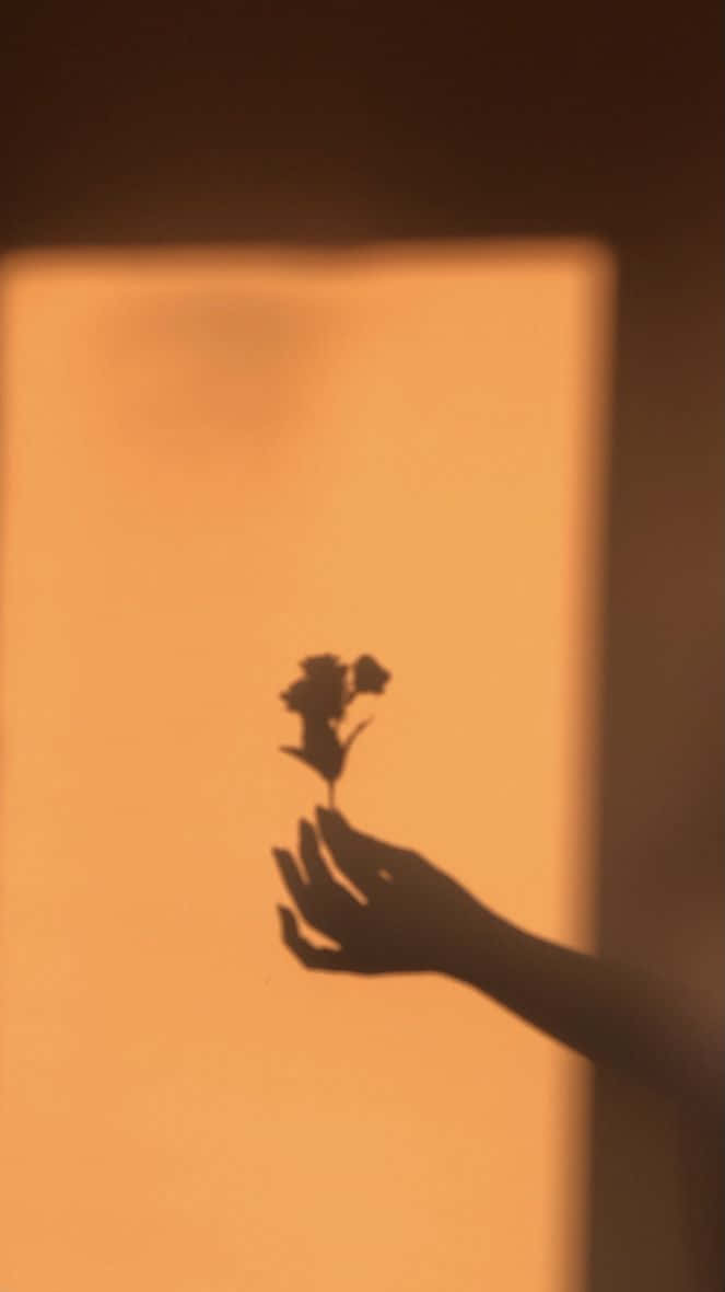 Minimalist Photography 桌布 壁紙 — 一隻手在黃金時刻對著溫暖發光的窗戶投射出拿著玫瑰的影子。