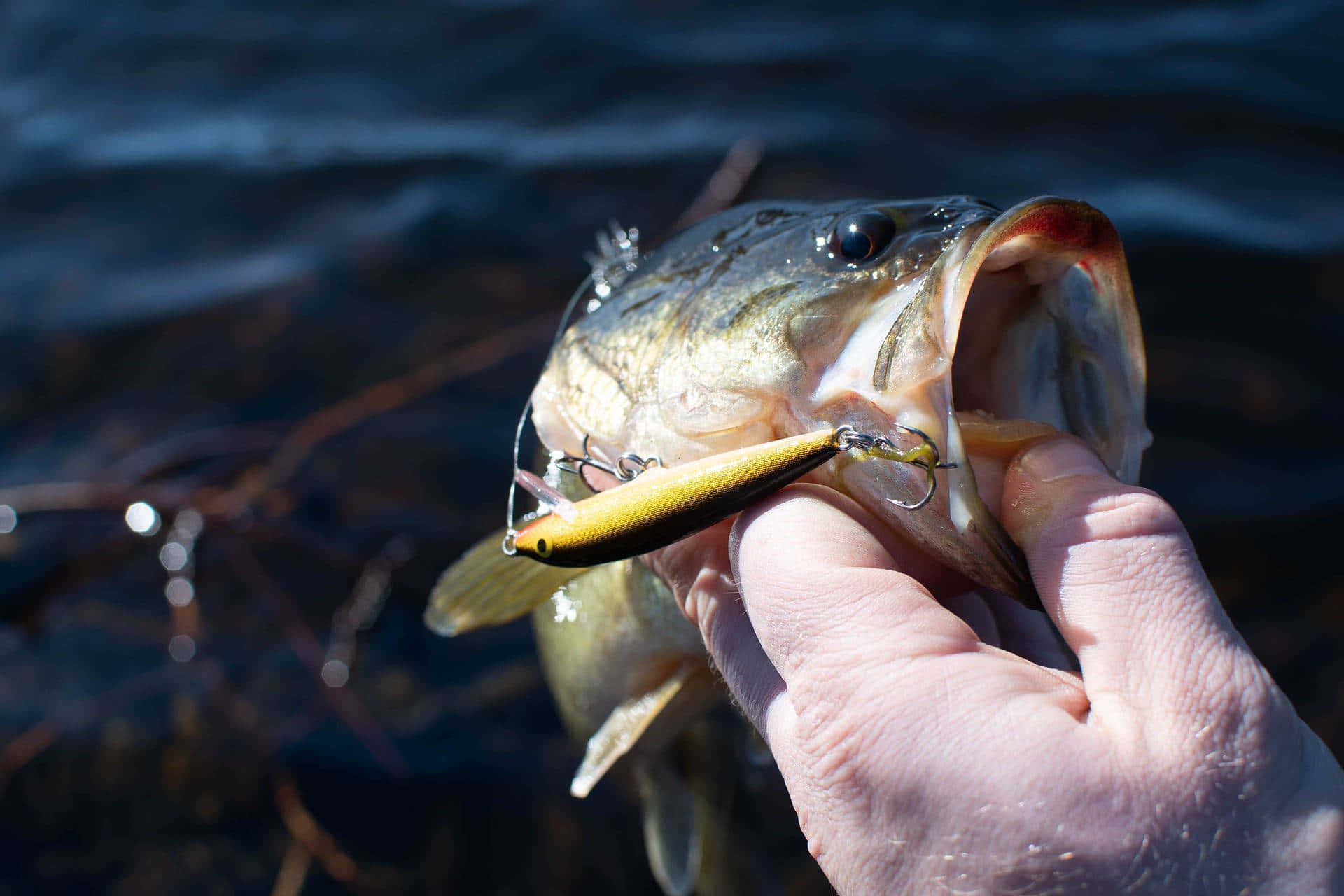 Fishing Bait 桌布 壁紙 — 一隻手在黑暗的水面上拿著一條用黃色魚餌釣到的大口黑鱸的特寫。
