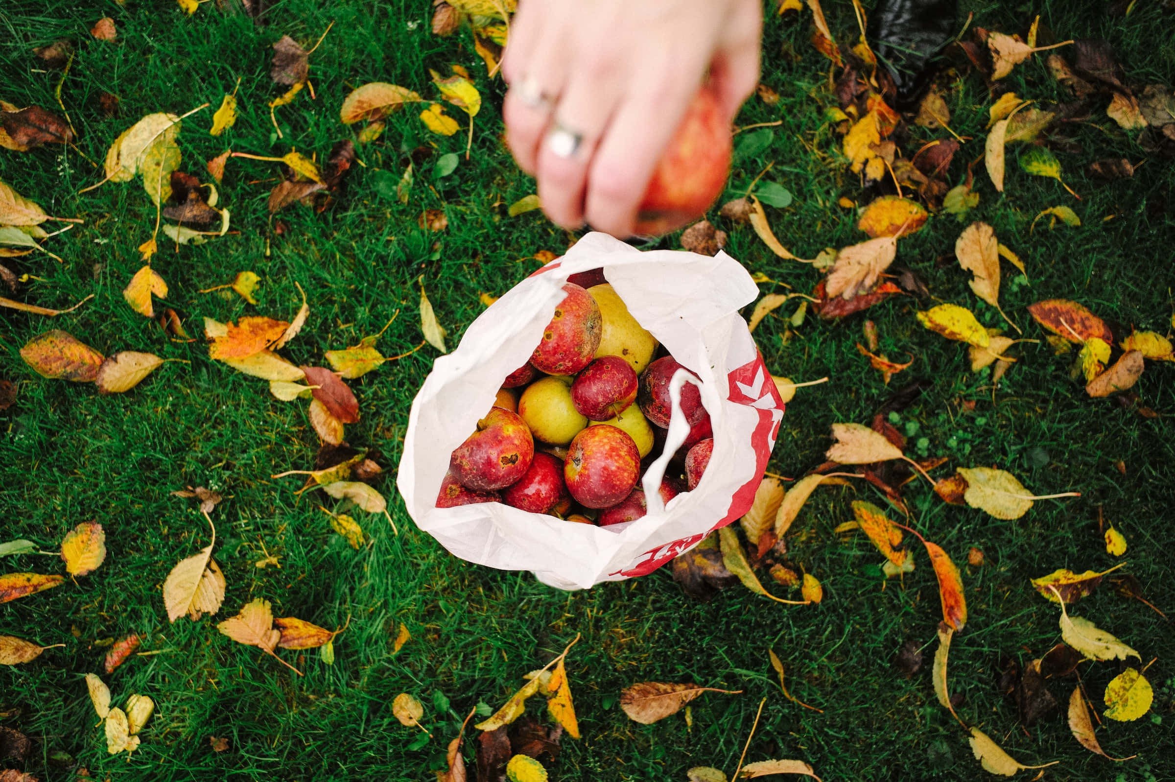 Apple Picking 桌布 壁紙 — 一隻手將一個紅蘋果放入一個裝滿色彩繽紛蘋果的白色紙袋中，草地上散落著秋天的落葉。