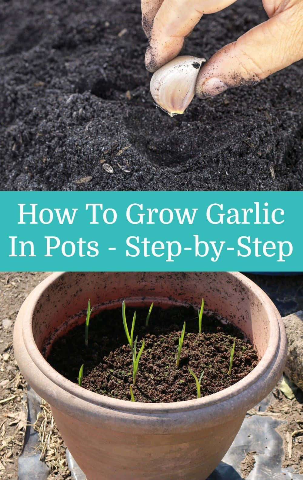 Garlic Plant 桌布 壁紙 — 一隻手將一瓣大蒜放入陶盆上方肥沃的土壤中，盆中有發芽的綠色嫩芽。