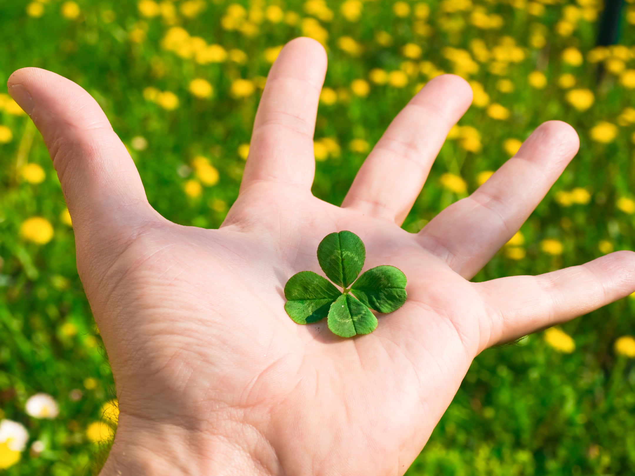 Four Leaf Clover 桌布 壁紙 — 一隻手托住一片充滿活力的綠色四葉草，背景是陽光普照的黃色蒲公英田野。