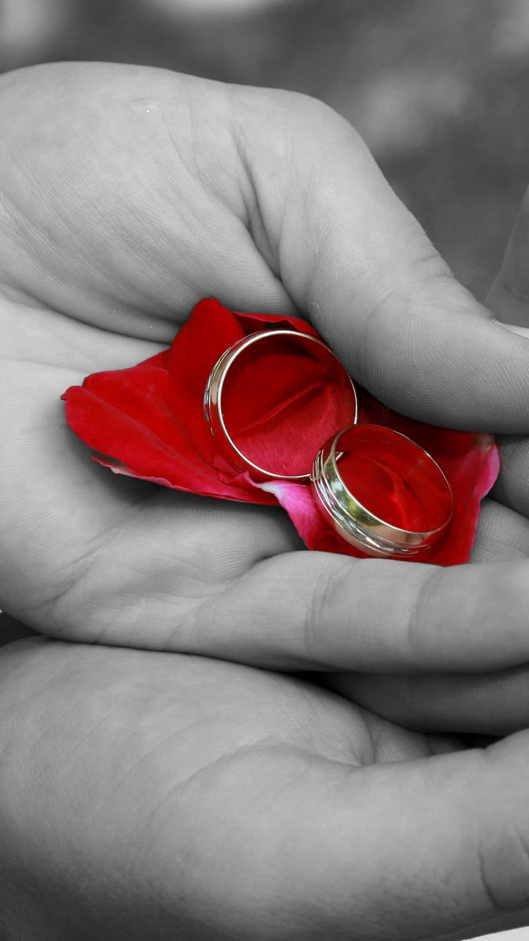 Marriage 桌布 壁紙 — 一隻手托住兩枚結婚戒指，放在鮮紅玫瑰花瓣上，背景為單色。