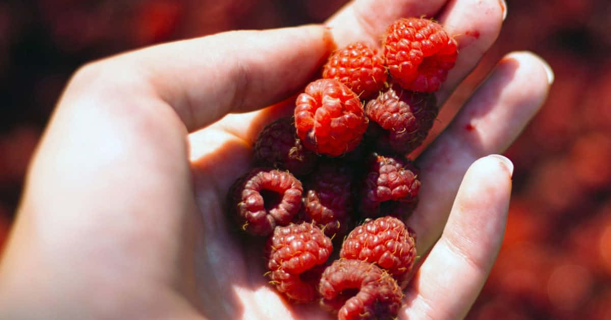 Red Fruit 桌布 壁紙 — 一隻手托住飽滿成熟的覆盆子，在溫暖的陽光下閃耀，背景是模糊的紅色。
