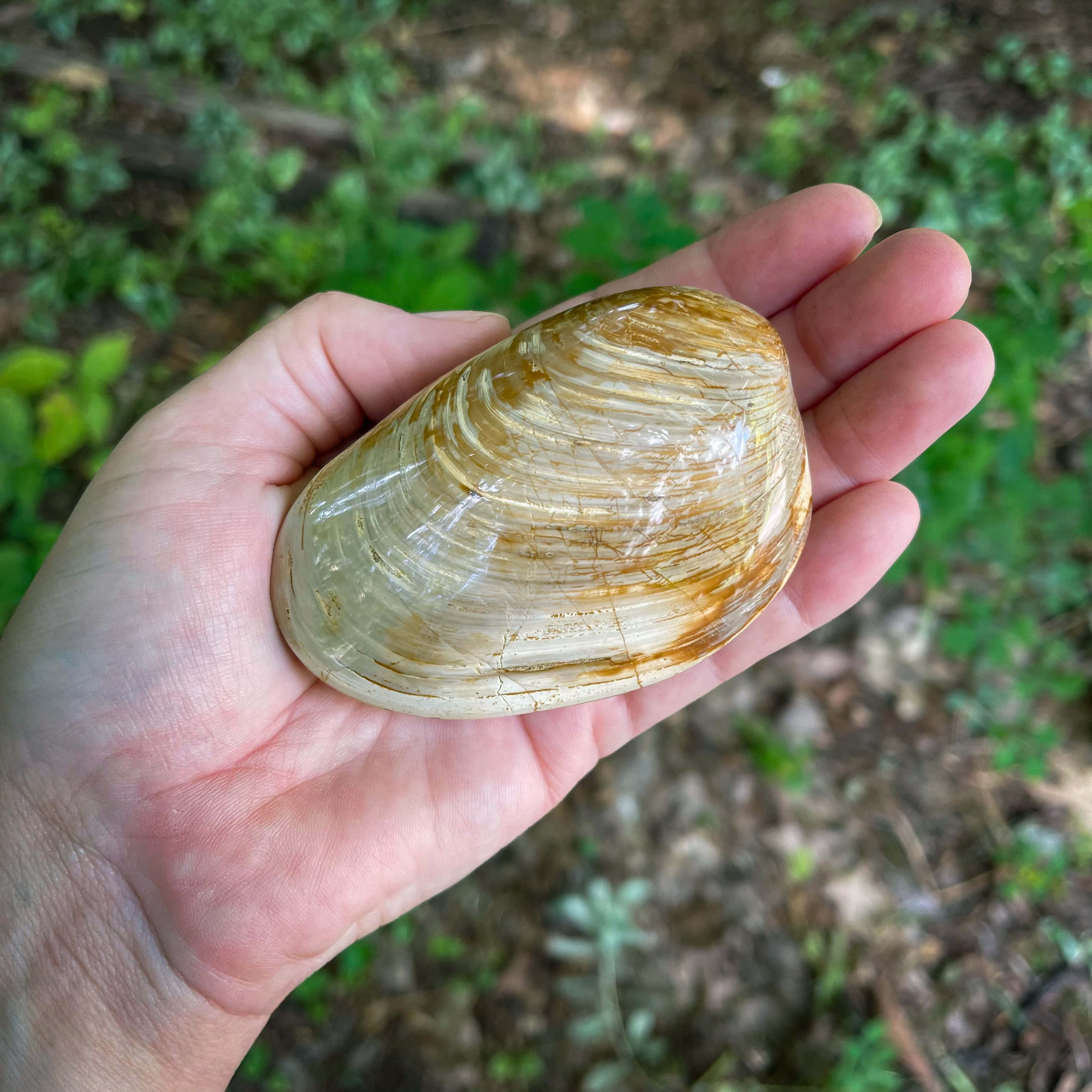 Clam Shell 桌布 壁紙 — 一隻手托著一個光滑的半透明琥珀色和白色條紋貝殼，背景是模糊的綠色森林地面。
