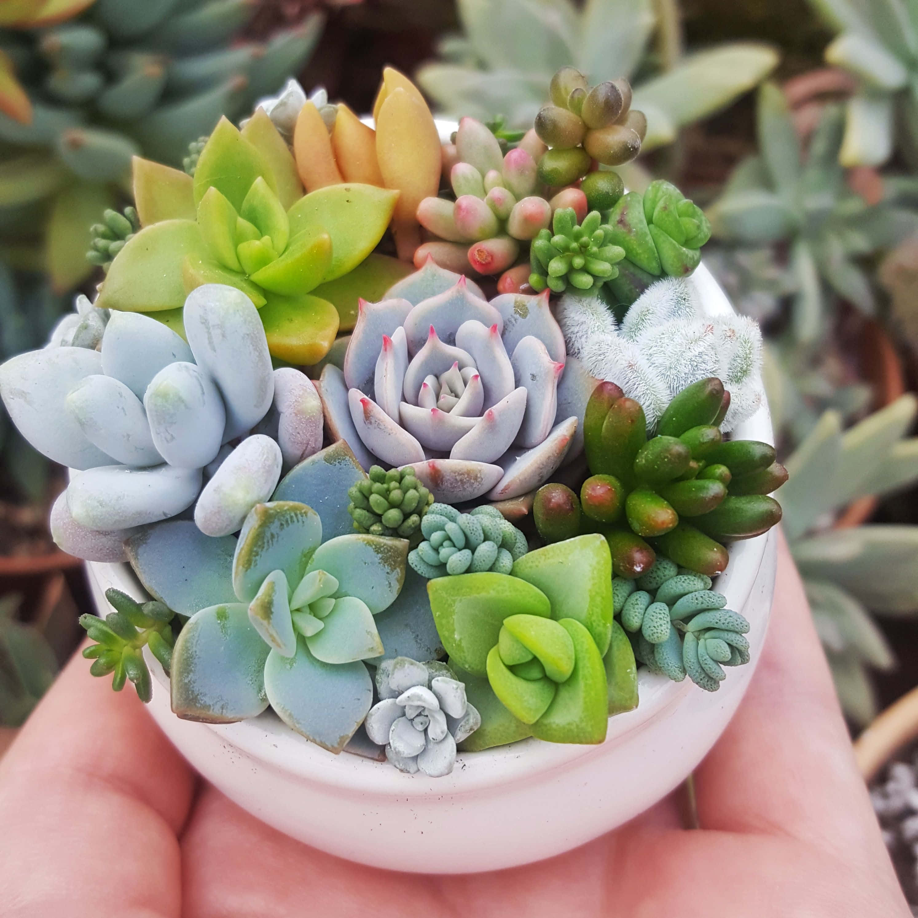 succulent 桌布 壁紙 — 一隻手托著一個白色花盆，裡面種滿了色彩繽紛的多肉植物，有綠色、藍色和黃色色調，在柔和自然光下。