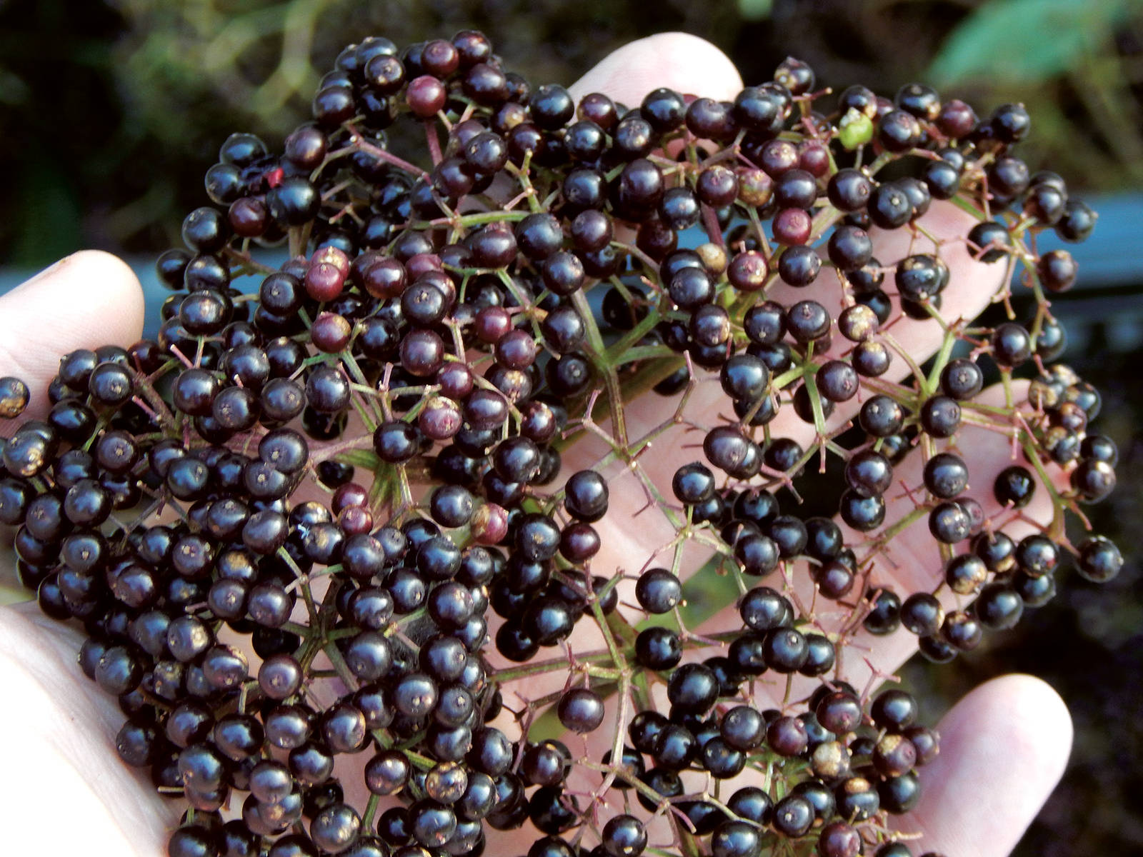 Fruits 桌布 壁紙 — 一隻手托著一簇密集、帶光澤的深紫色接骨木莓，帶有少許綠色莖部，背景是模糊的自然景色。