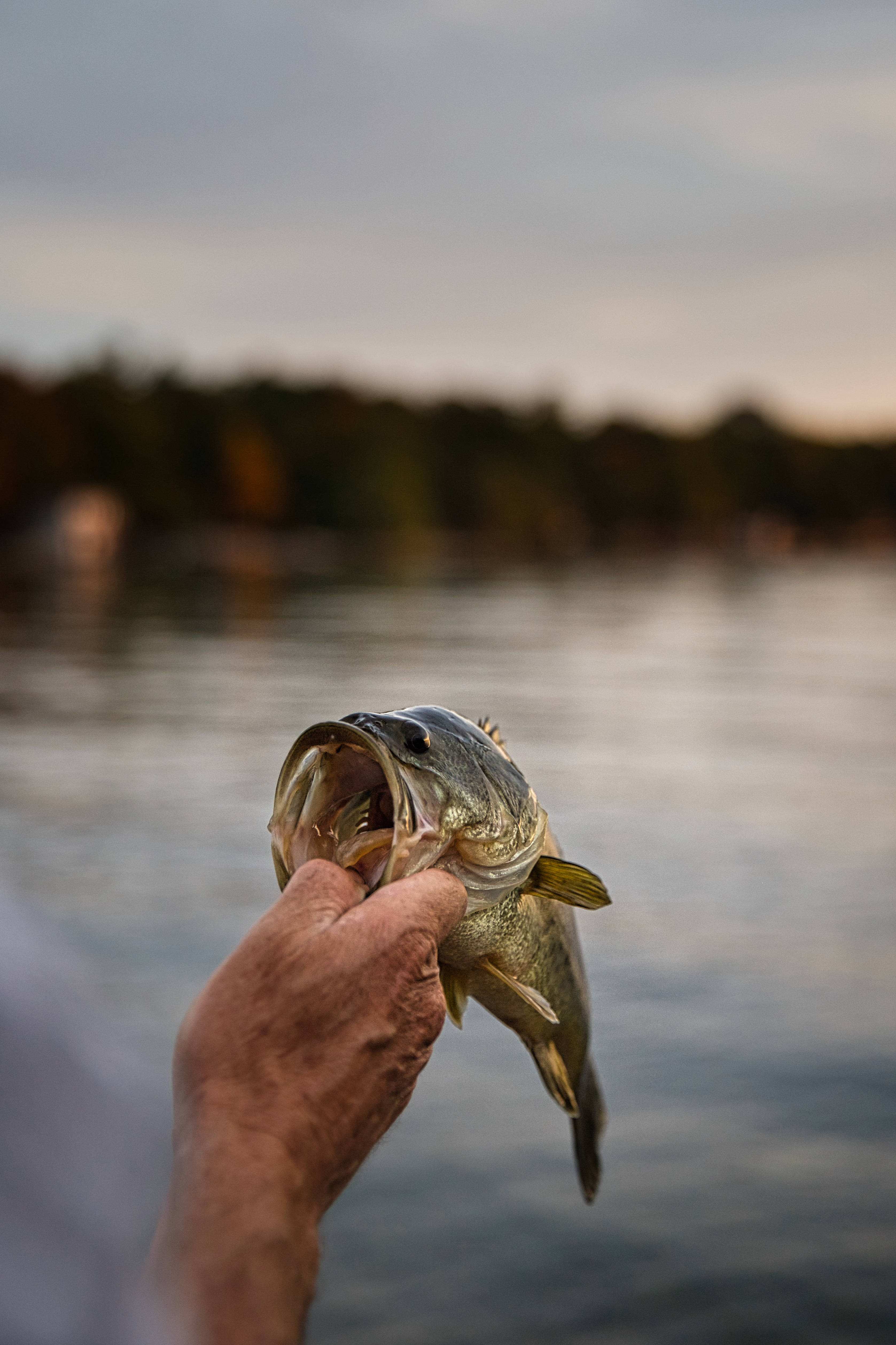 釣魚 桌布 壁紙 — 一隻手拎著一條新鮮捕獲的鱸魚的嘴，背景是黃昏平靜的湖和模糊的秋天樹木。