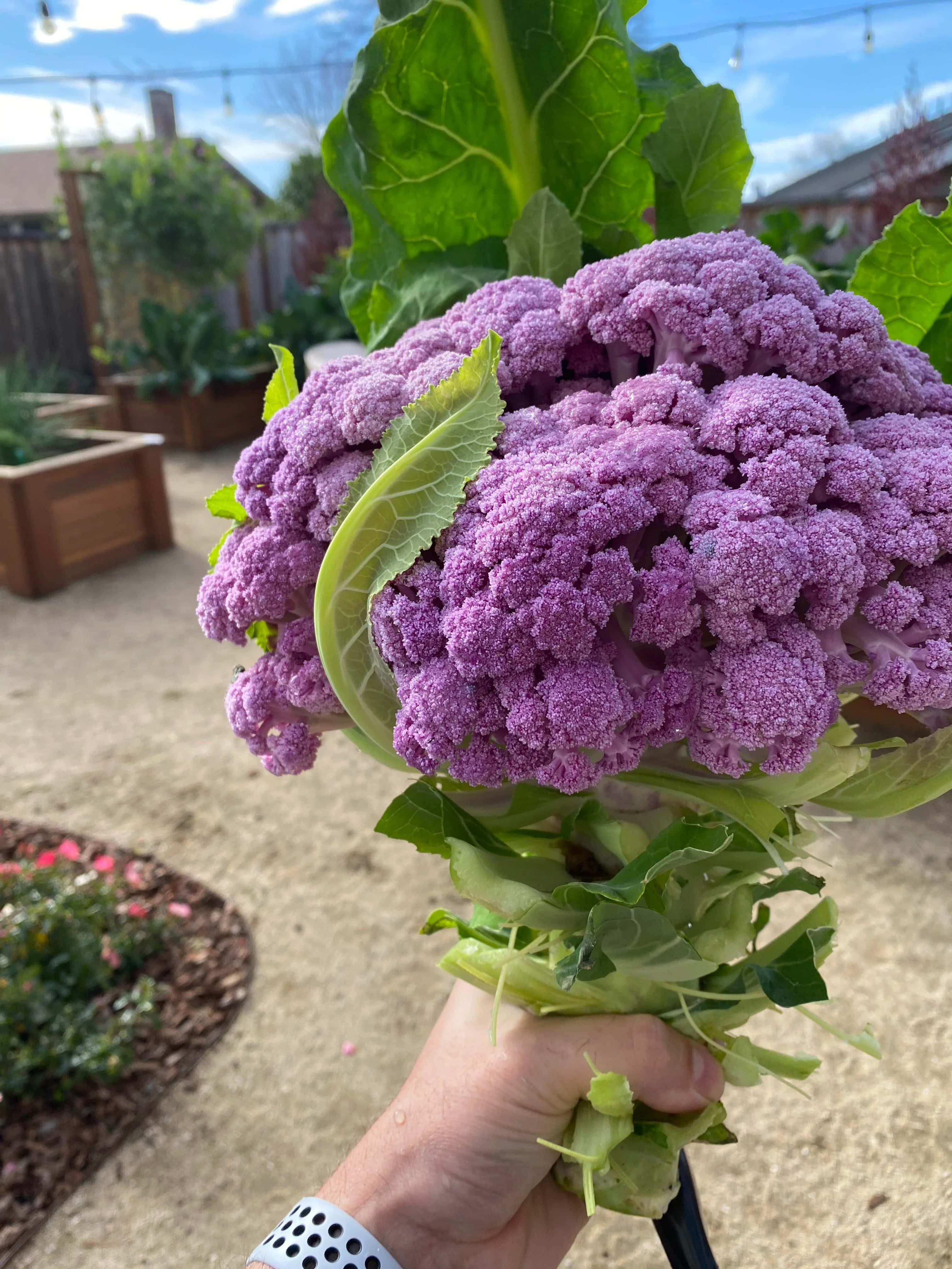 Purple Cauliflower 桌布 壁紙 — 一隻手拿著一個充滿活力的紫色花椰菜，配上茂盛的綠葉，背景是陽光明媚的後院。